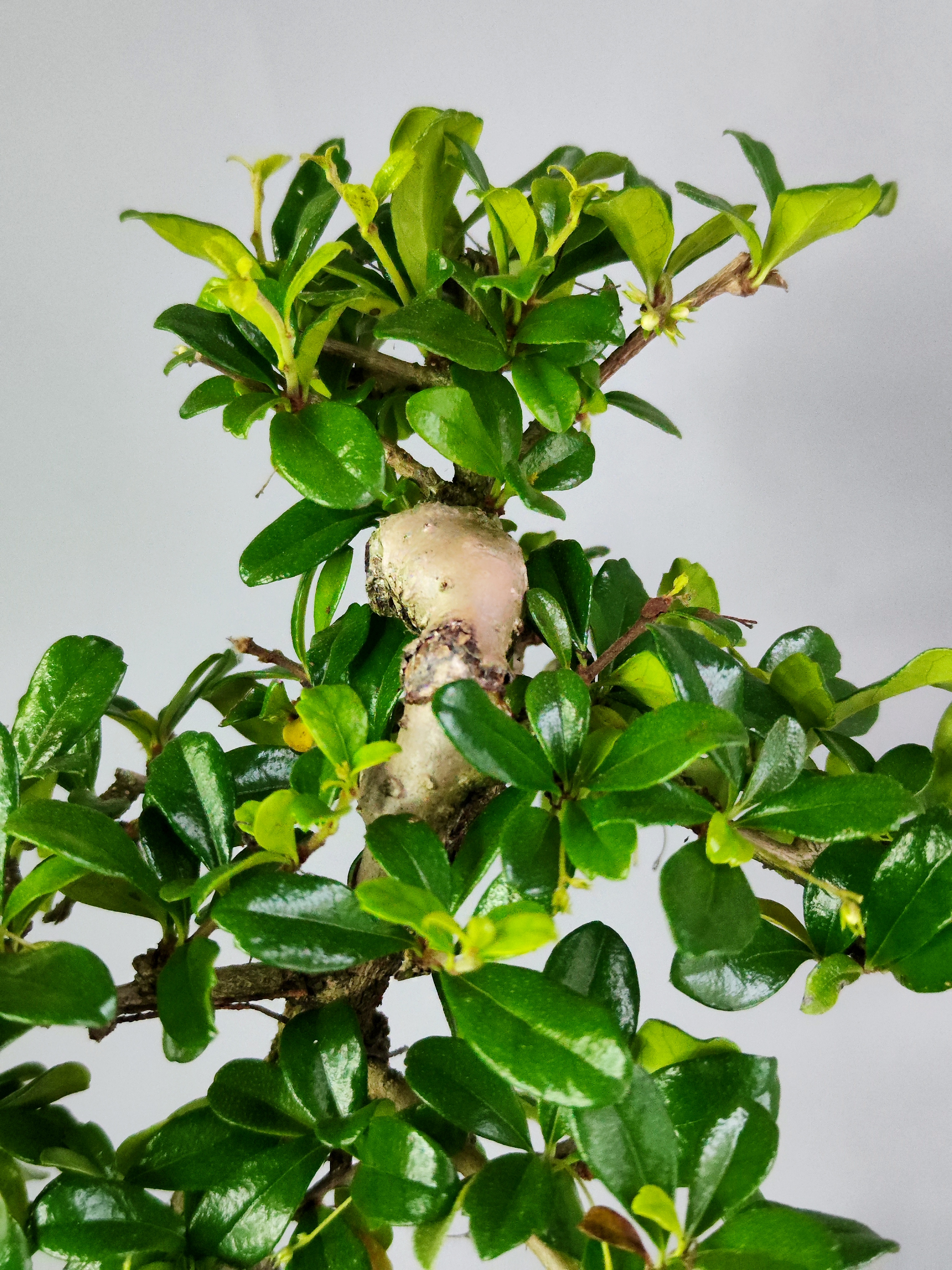 Бонсай Кармона Мелколистная (Carmona Microphylla) D20см