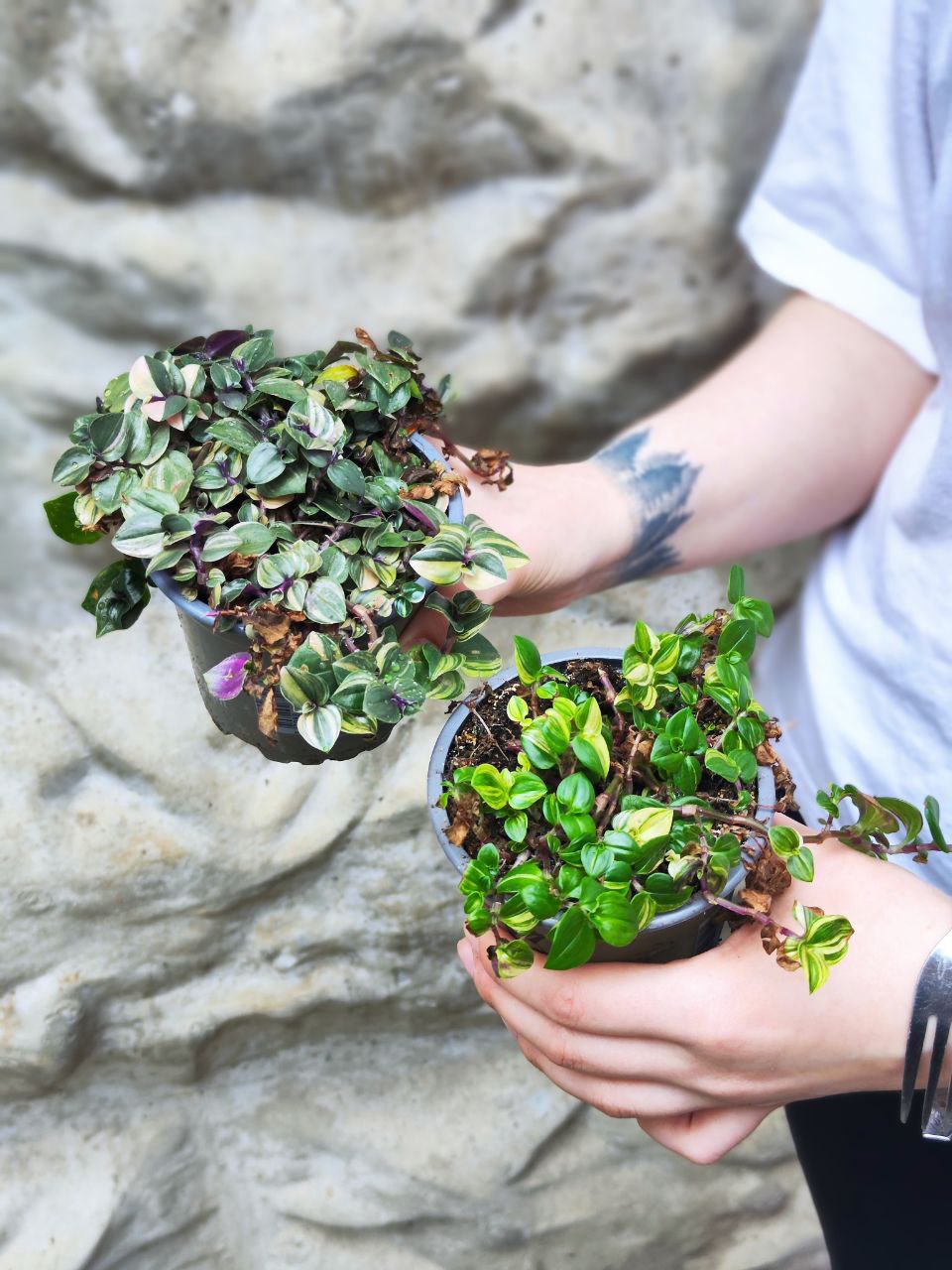 Традесканция Флюминенсис Триколор уцен. (Tradescantia Fluminensis Tricolor) D10см
