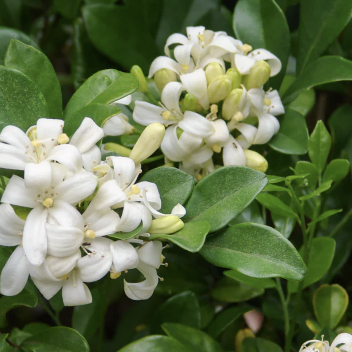 Мурайя (Муррайя) Метельчатая (Murraya Paniculata) D9см