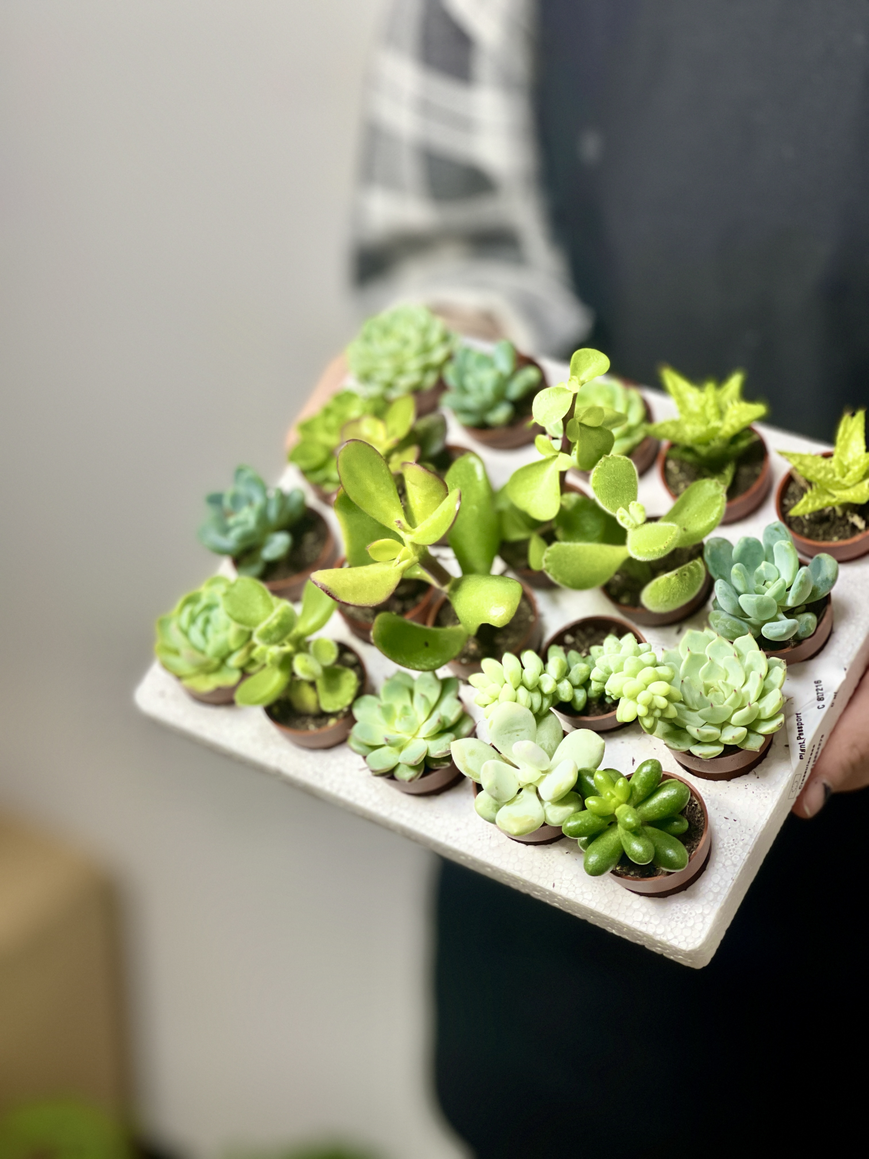 Суккулент Мини Микс (Succulent Mini Mix) D4см