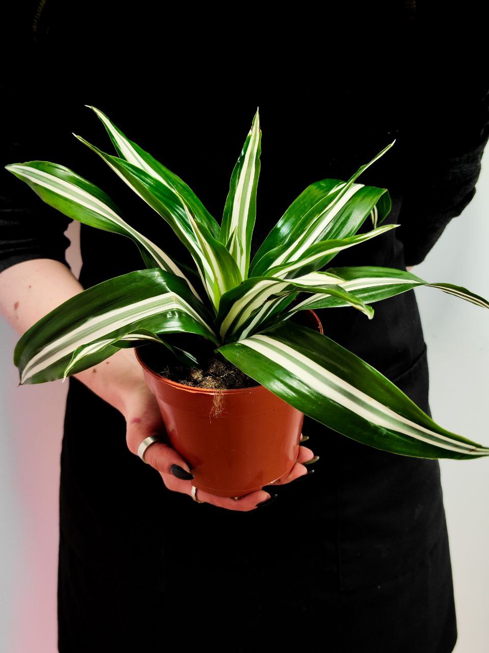 Драцена Душистая Баузи (Dracaena Fragrans Bausei) D12см