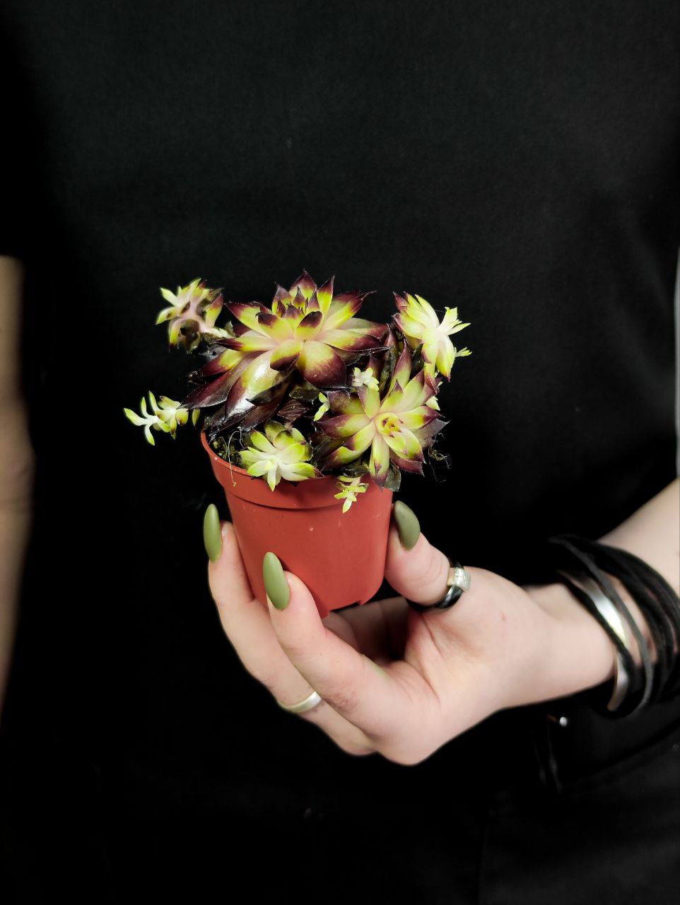 Молодило «Фараон» (Sempervivum Faraon) D5см