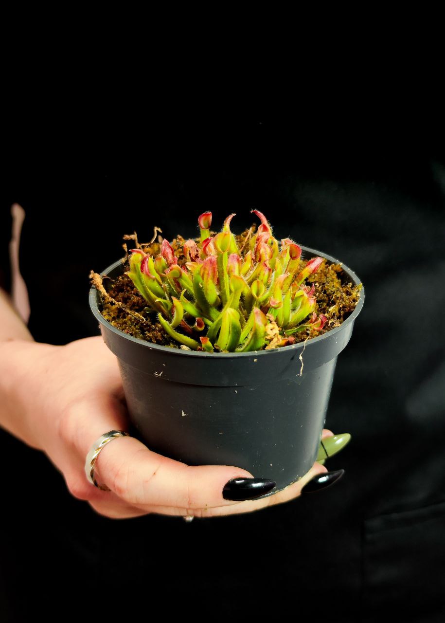 Гелиамфора Мини Грин (Heliamphora Heterodoxa x Minor) D9см