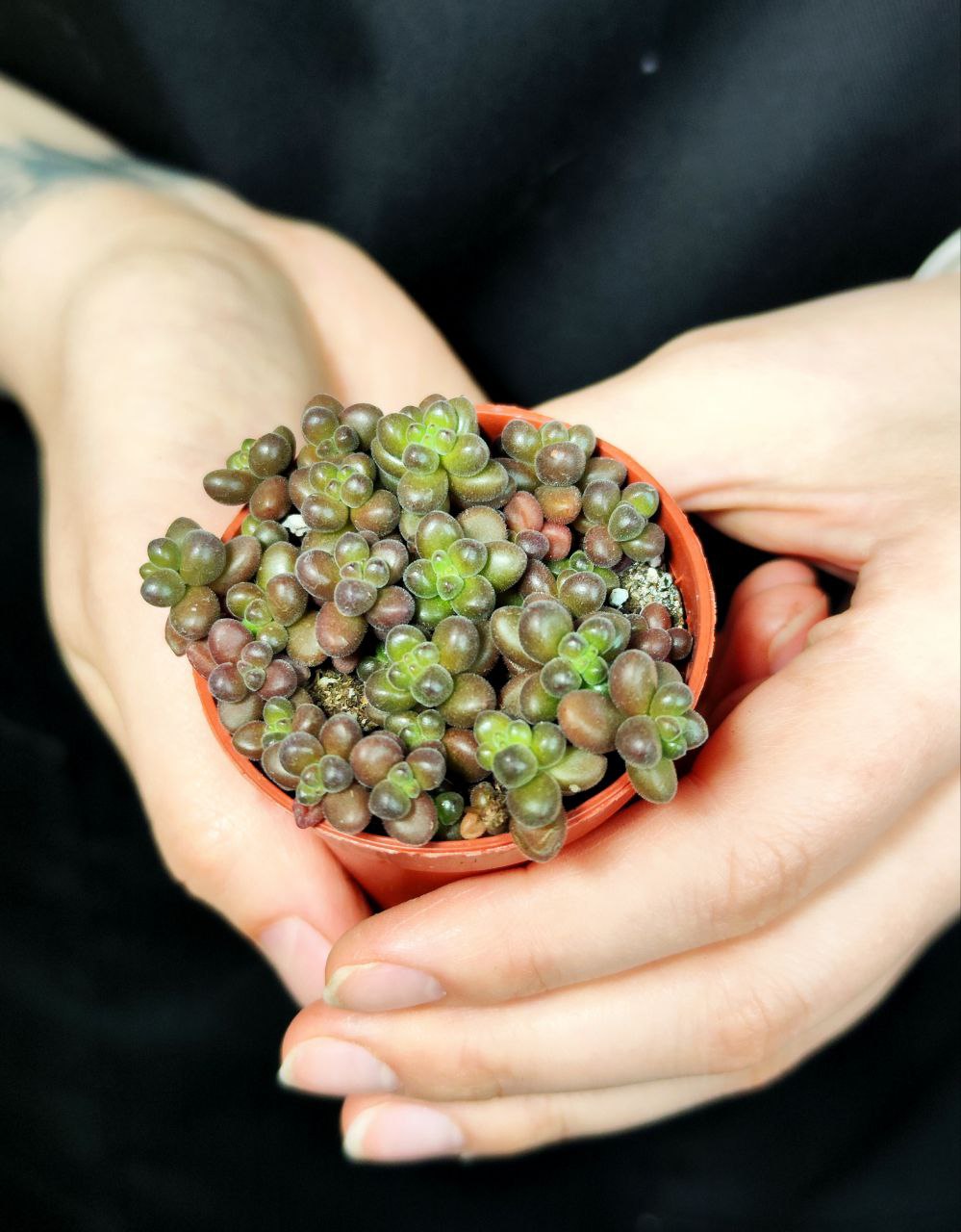 Седум Сталя Мини (Sedum Stahlii) D5см
