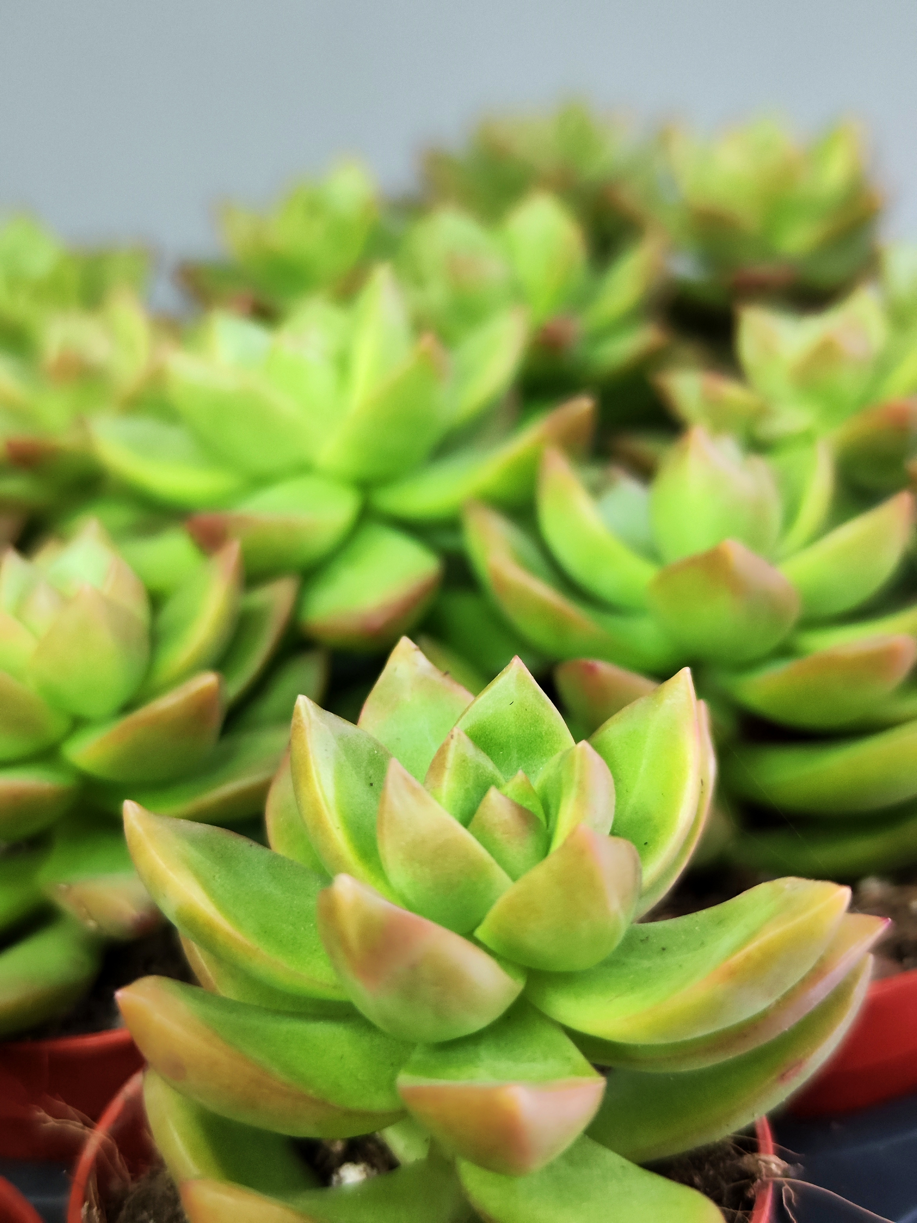 Седум Нуссбаумера Мини (Sedum Nussbaumeriana) D5см