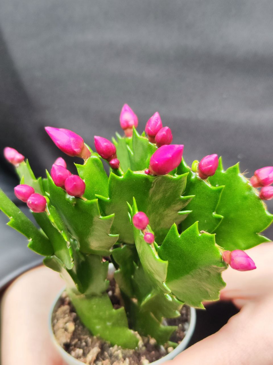 Декабрист Фиолетовый, или Шлюмбергера (Schlumbergera Tendenza Purple) D6см