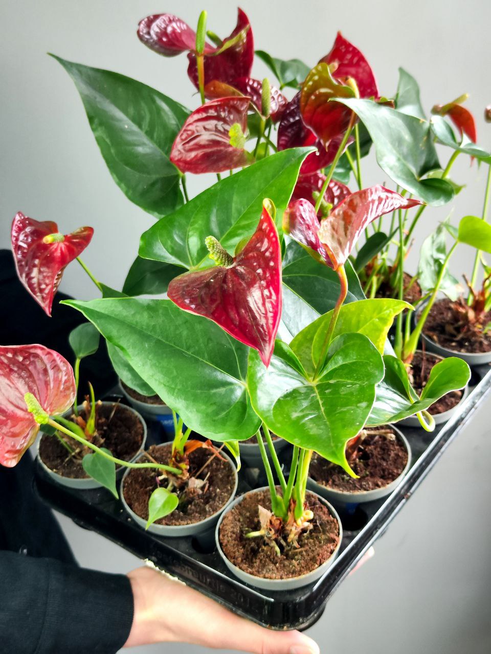 Антуриум Микс УЦЕНКА (Anthurium Mix) D 7-9см