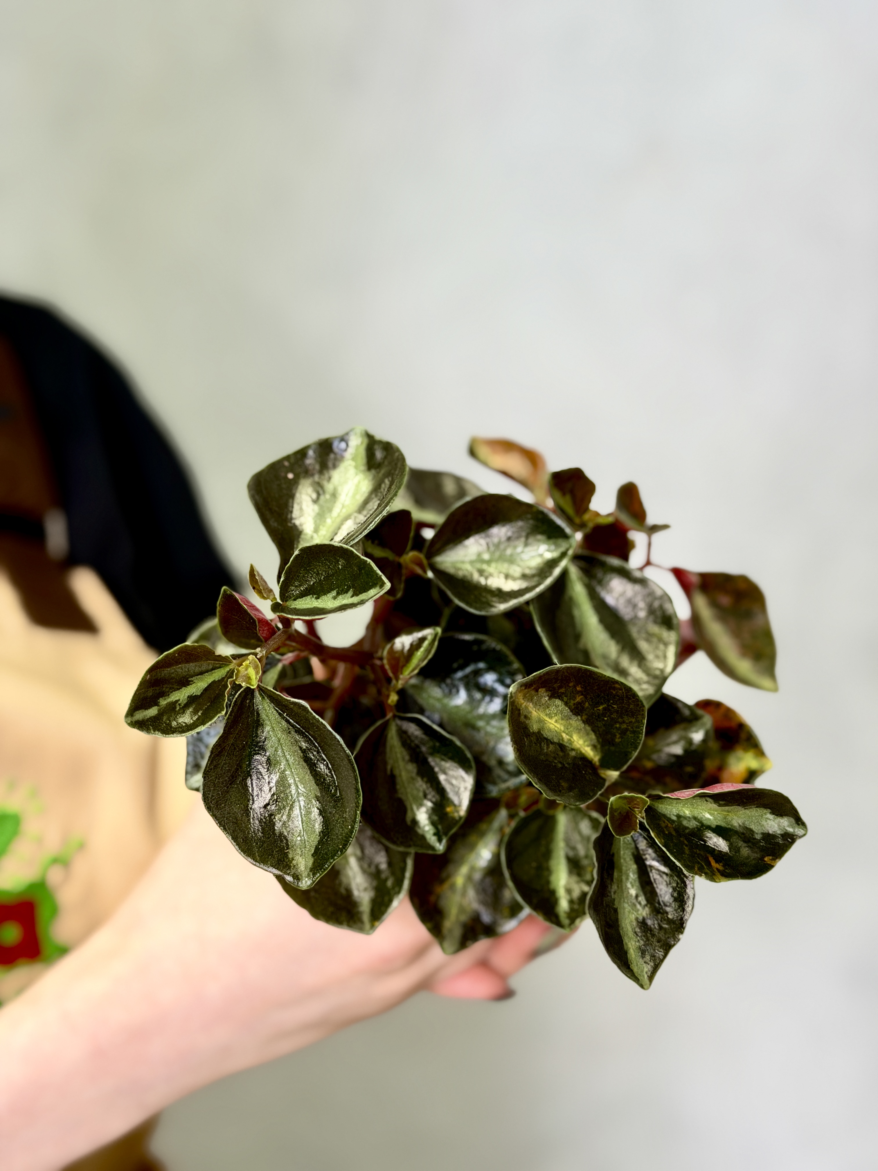 Пеперомия Крем Брюле (Peperomia Creme Brulee) D8см