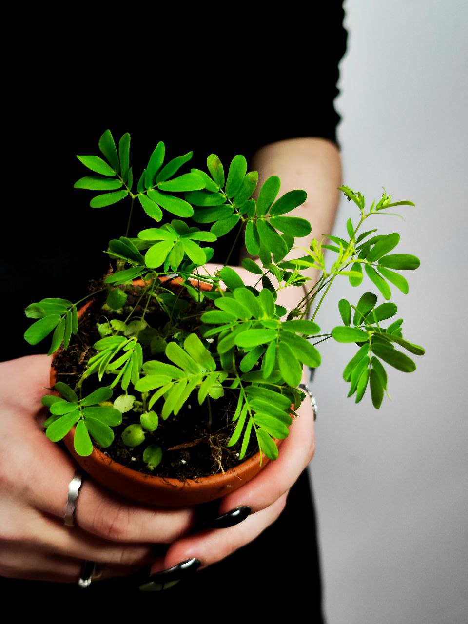Стыдливая Мимоза (Mimosa Pudica) D9см