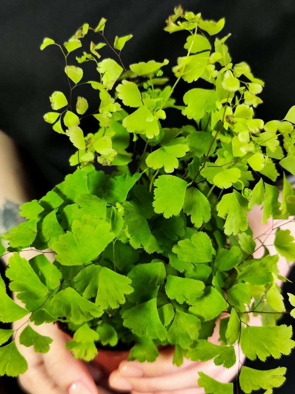Адиантум Фрагранс, или Курчавый Папоротник (Adiantum Fragrans) D8,5см