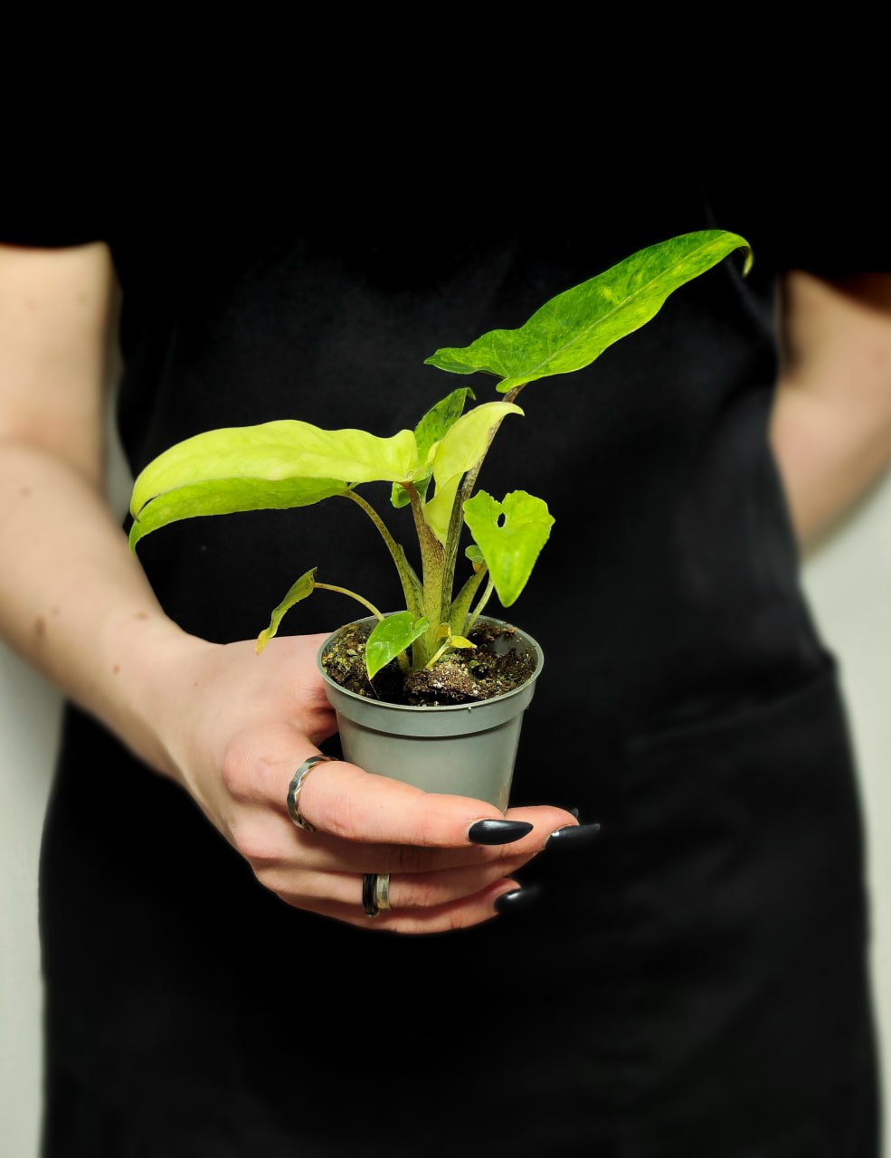 Алоказия Лаутербахиана Вариегатная (Alocasia Lauterbachiana Variegata) D6см