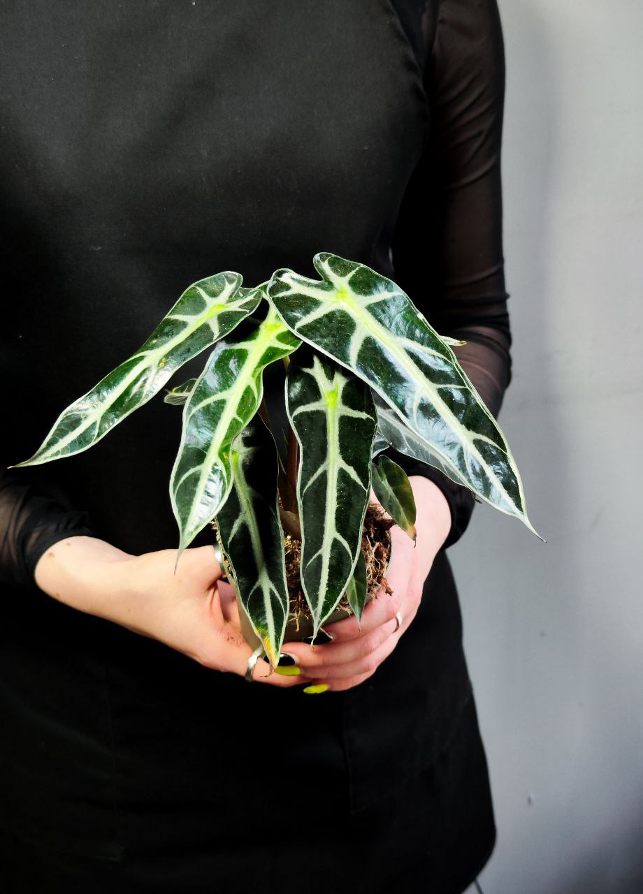 Алоказия Бамбино Эрроу (Alocasia Amazonica Bambino Arrow) D9см