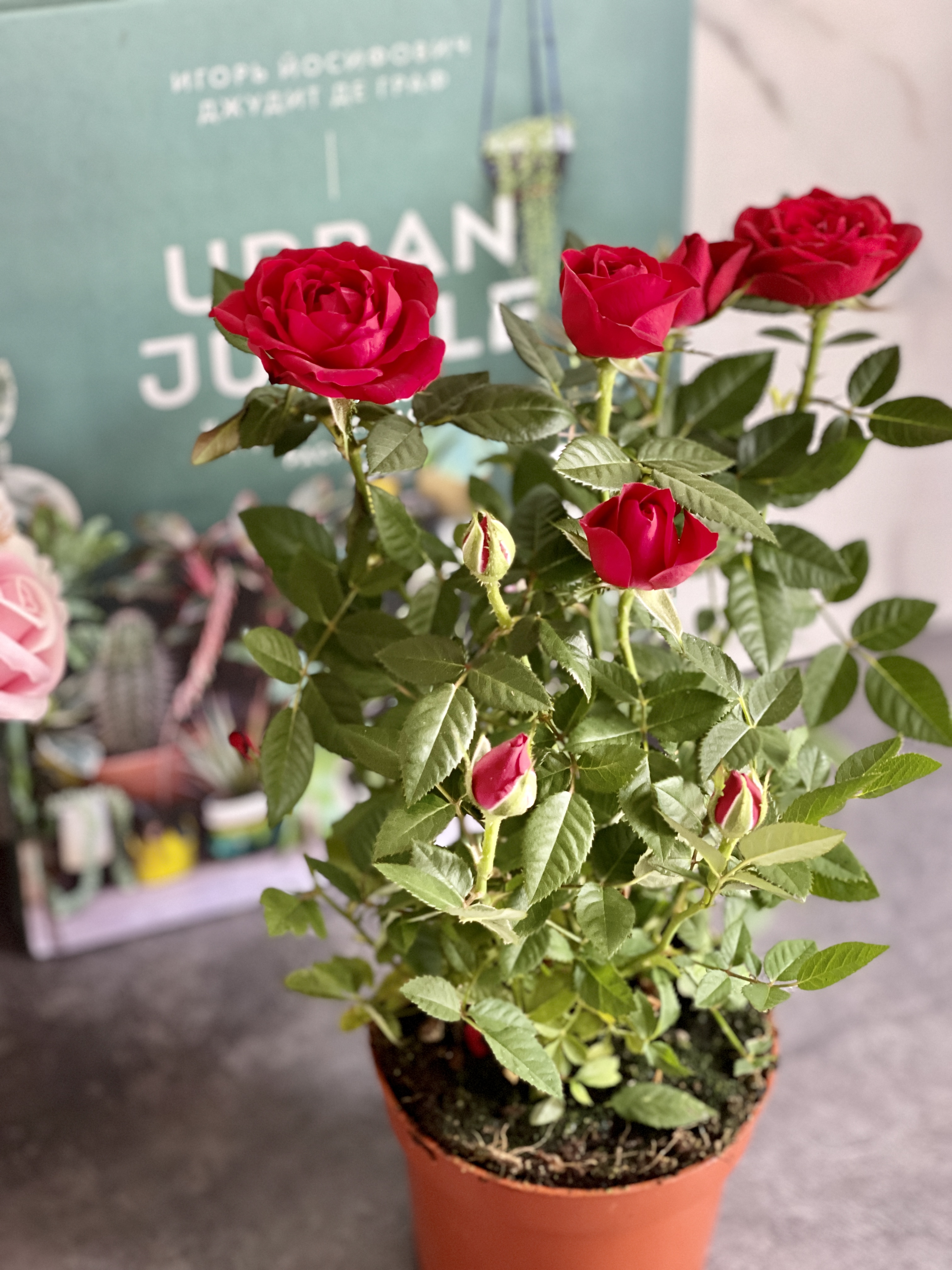 Роза красная комнатная (Rose Red) D9см