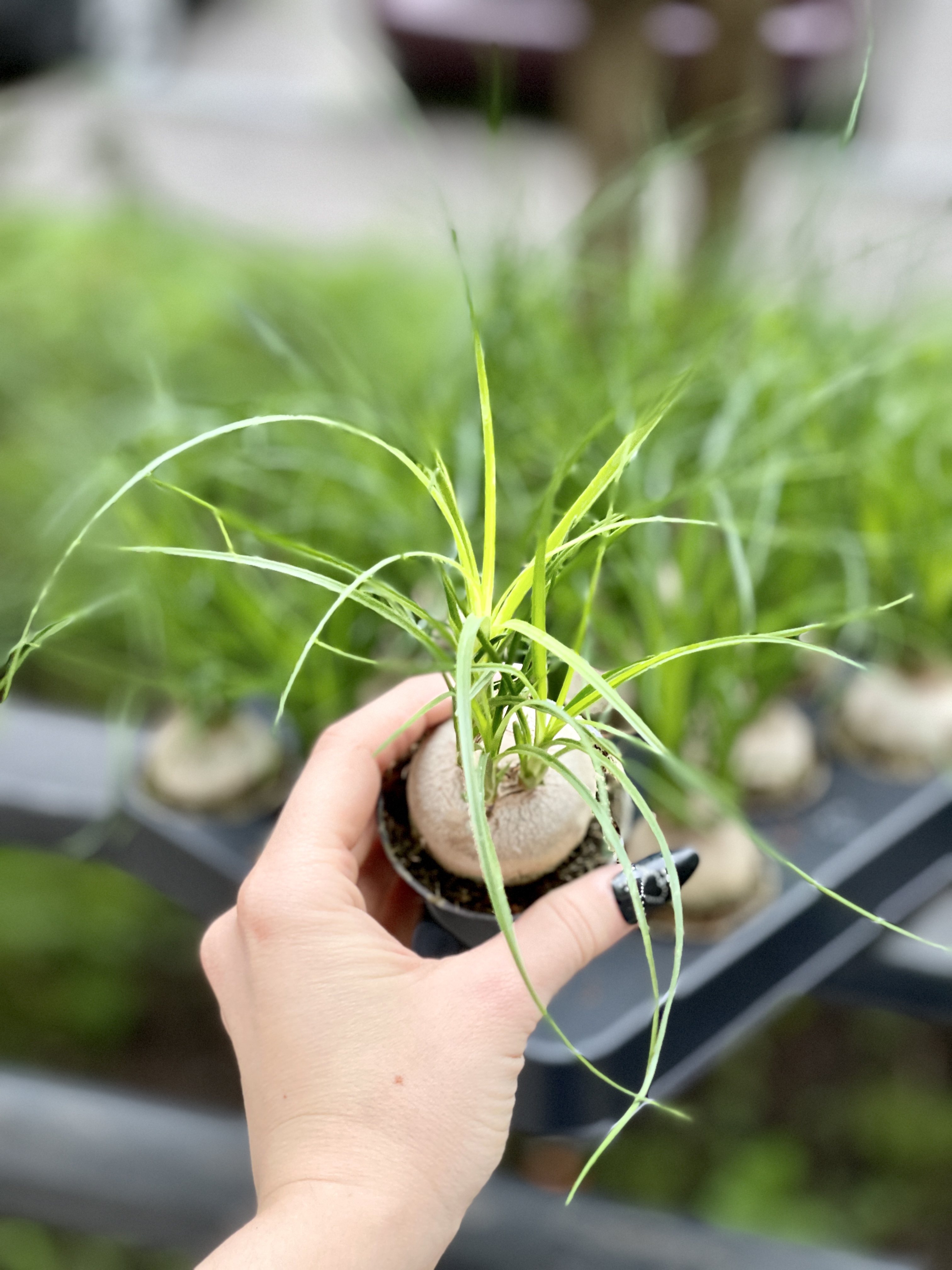 Нолина Бокарнея Рекурвата (Beaucarnea Recurvata Nolina) D6см
