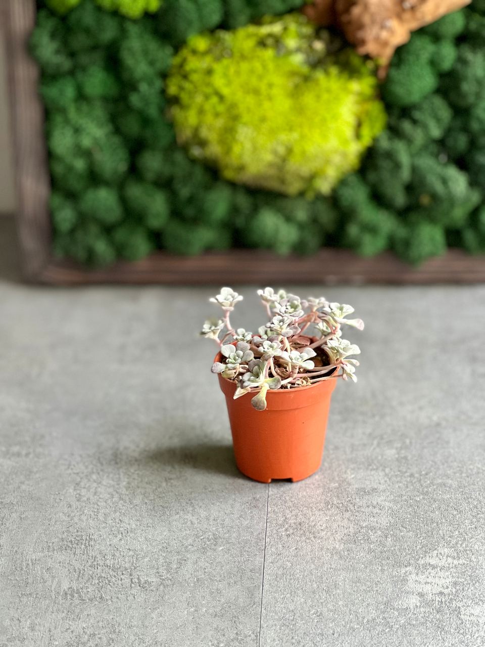Седум Лопатчатолистный, или Пурпуреум (Sedum Purpureum) D5см