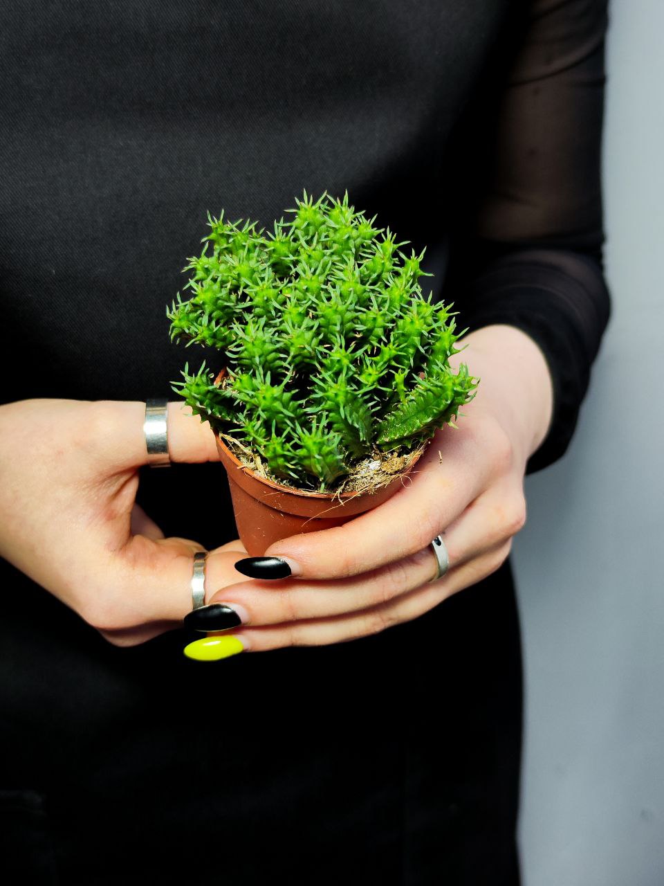 Молочай Сосочковидный Пферсдорфа (Euphorbia Submammillaris f. Pfersdorfii) D5см