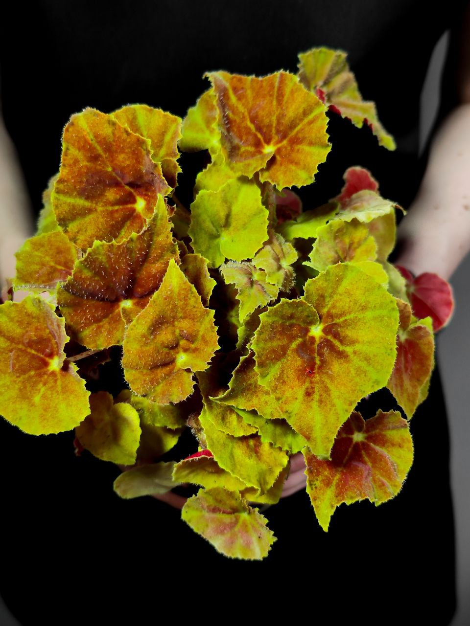 Бегония Амбер Лав (Begonia Beleaf Amber Love) D12см
