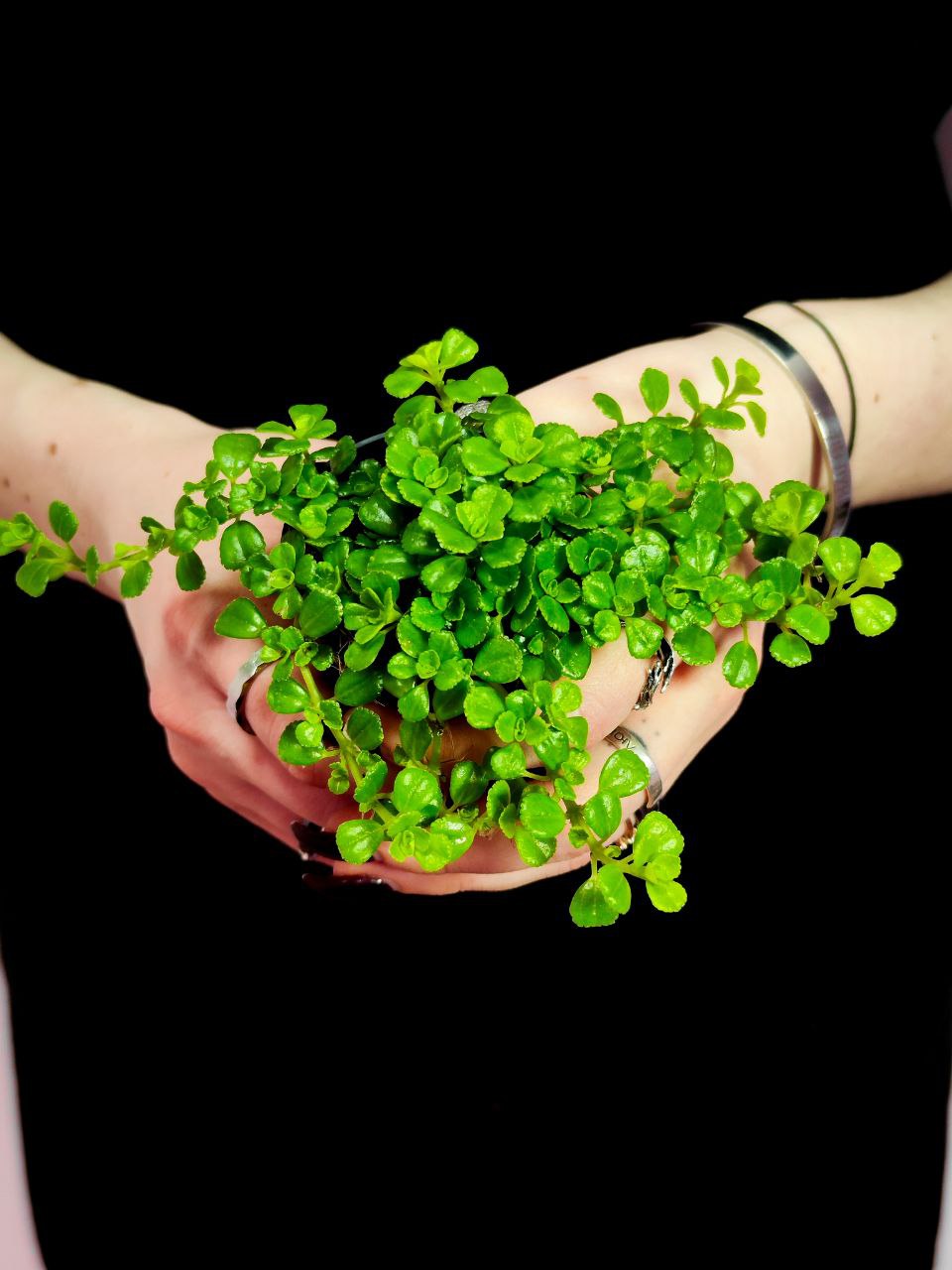 Пилея Депресса (Pilea Depressa) D5см
