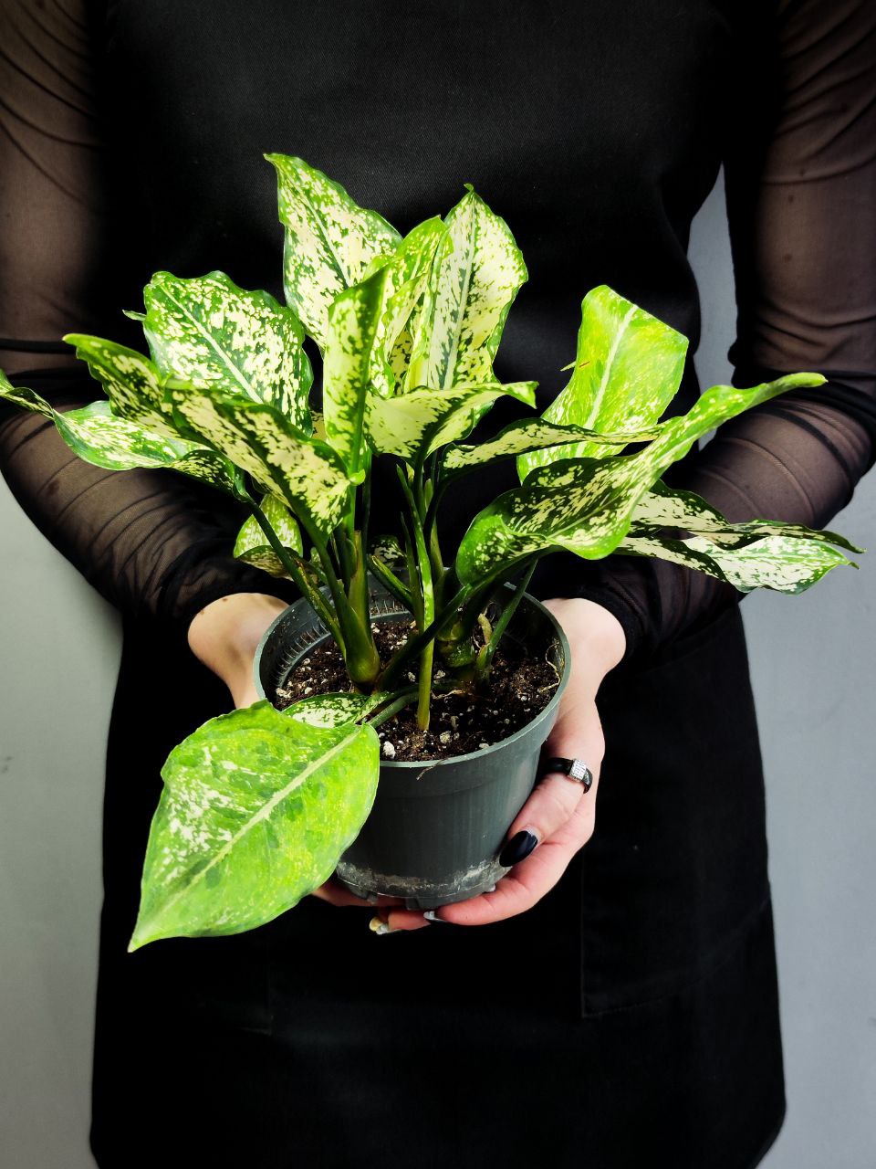 Аглаонема Спринг Сноу (Aglaonema Spring Snow) D12см