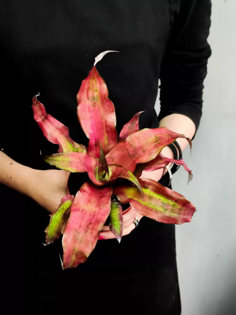 Криптантус Клубничный Фламбе (Cryptanthus Strawberry Flambee) D9см