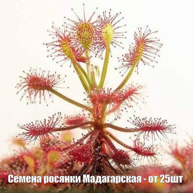 Семена Росянки Мадагаскарской (Drosera madagascariensis) от 25 шт