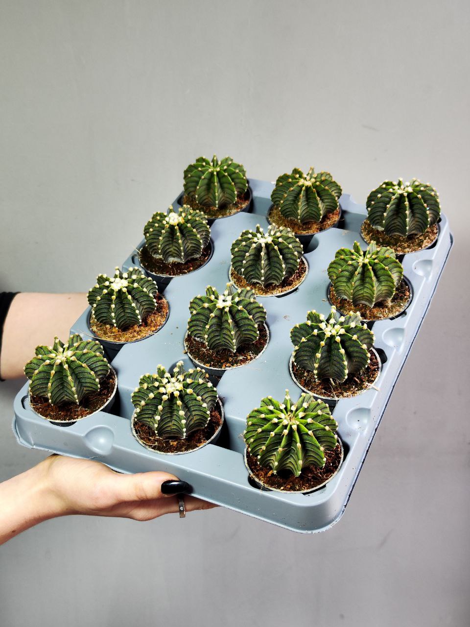 Гимнокалициум Фридриха Аква Дульче (Gymnocalycium friedrichii Agua Dulce) D5см