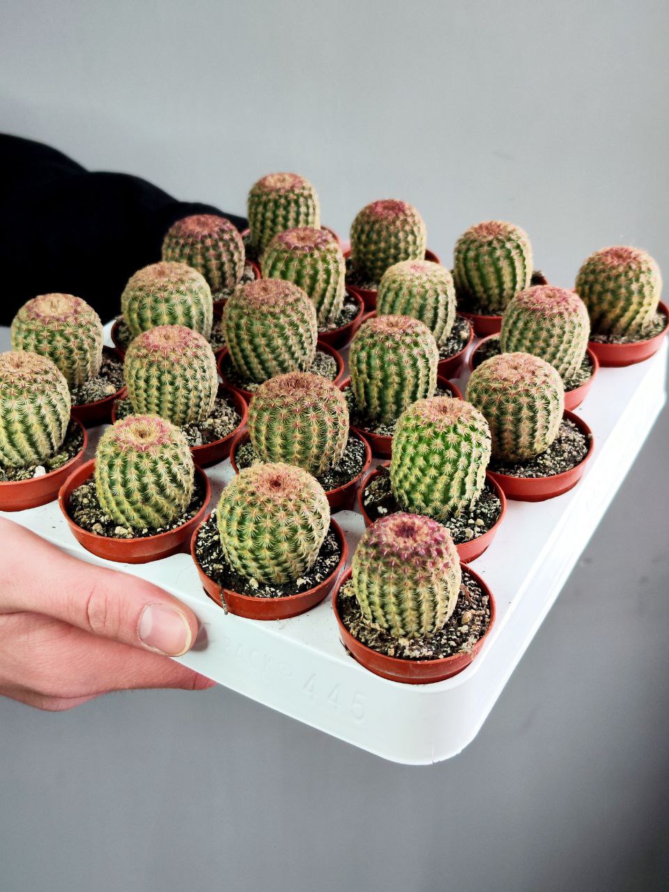 Эхиноцереус Ригидиссимус Рубриспинус (Echinocereus Rigidissimus Rubispinus) D5см