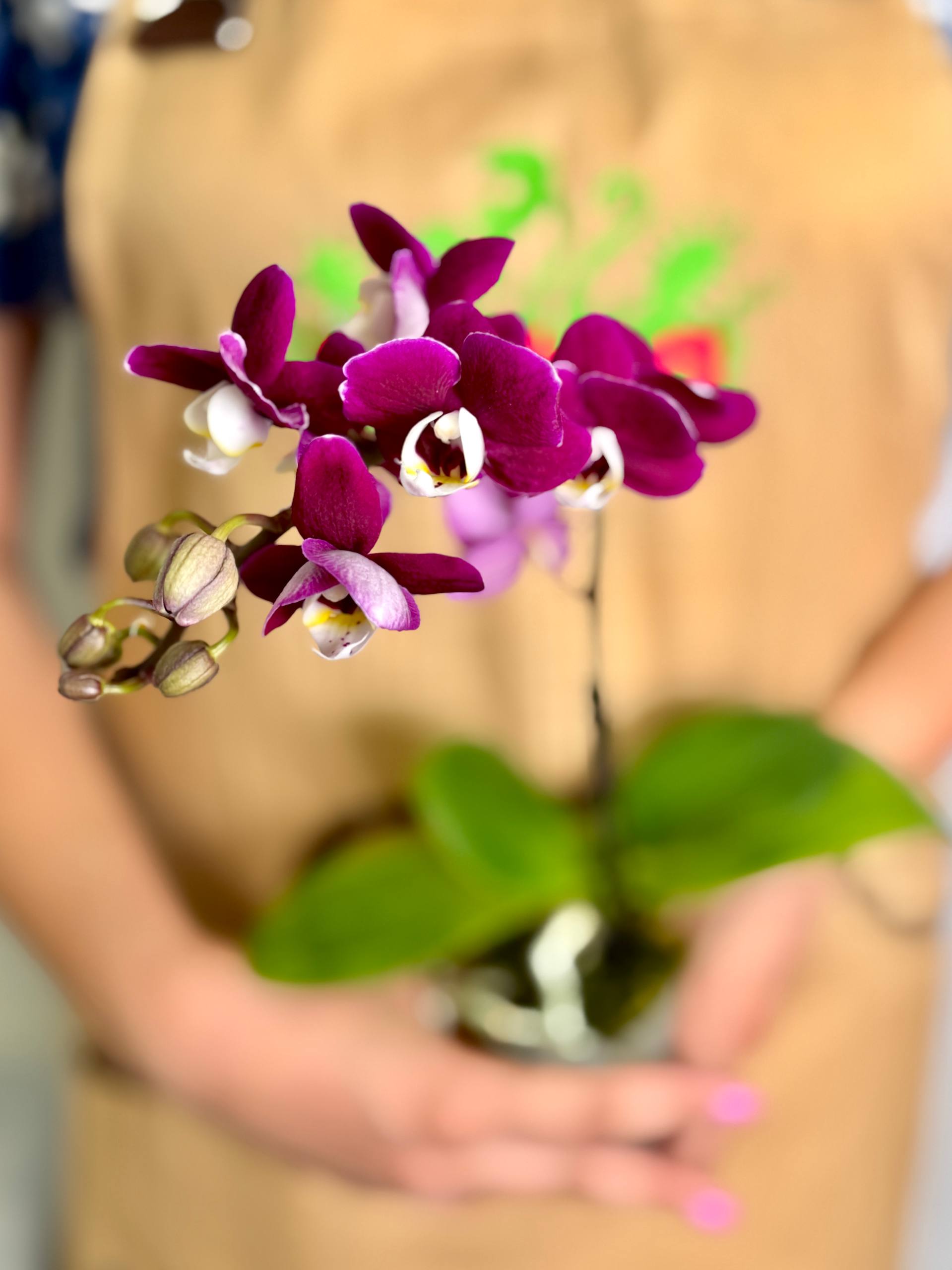 Фаленопсис Мультифлора Кранберри Ча Ча (Phalaenopsis Multiflora Cranberry Cha Cha) D7см