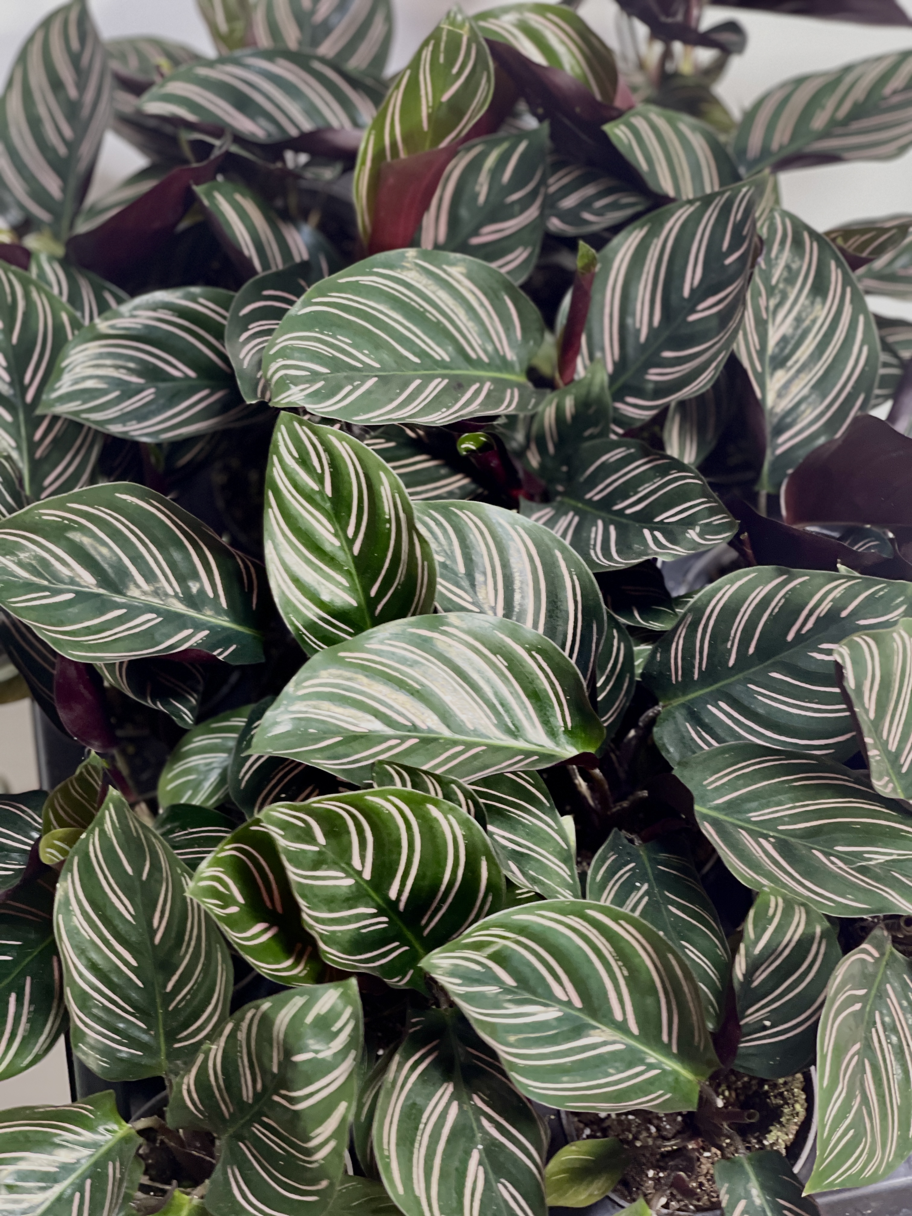 Калатея Орната (Calathea Sanderiana Ornata) D6см