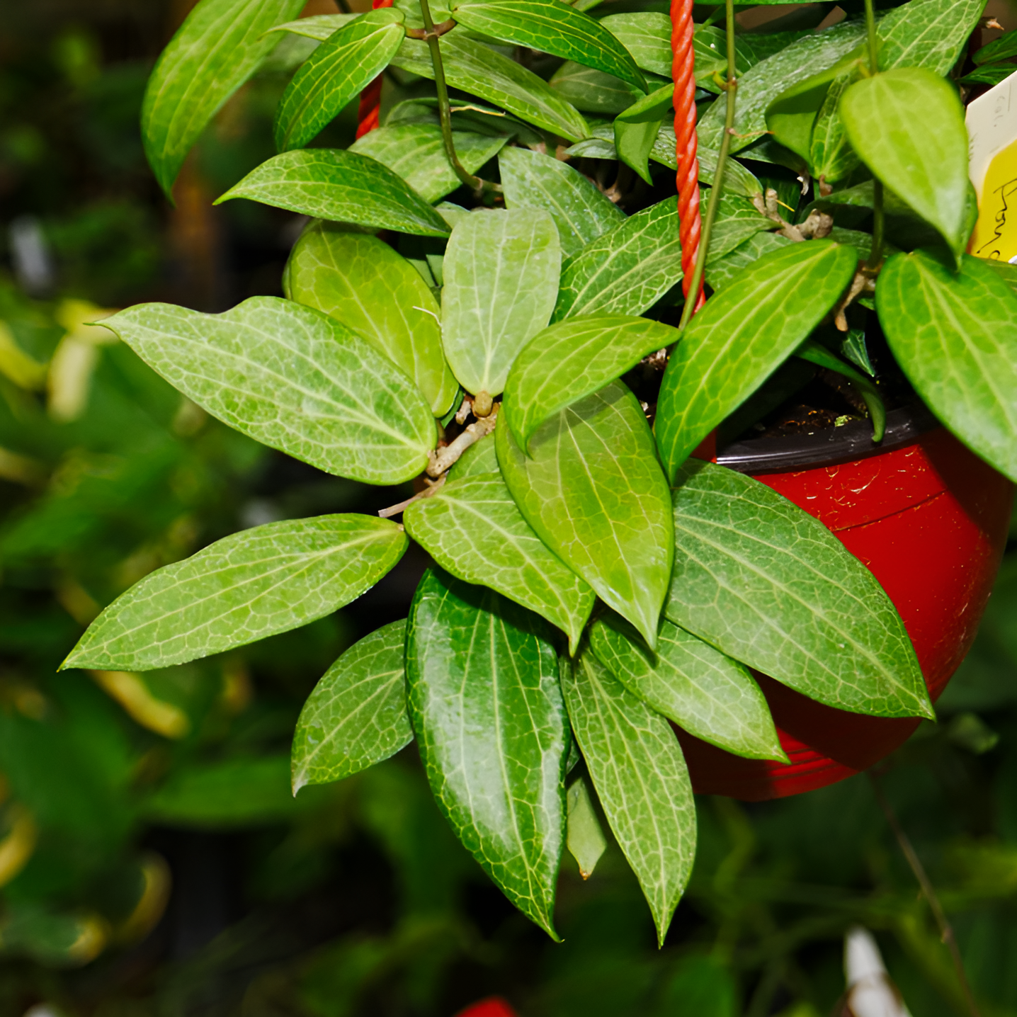 Хойя Фитчи (Hoya Fitchii) D10см