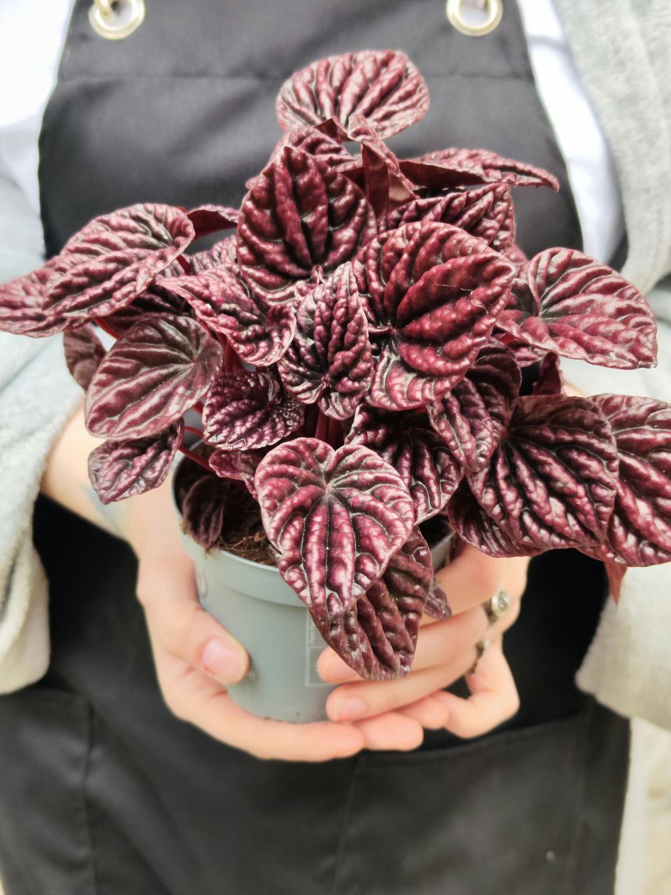 Пеперомия Каперата Ред Луна (Peperomia Caperata Red Luna) D11см