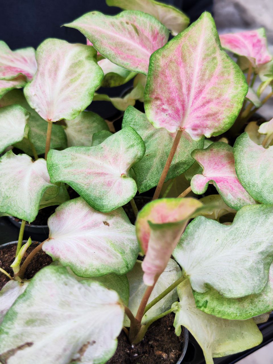 Каладиум Макулатум (Caladium Maculatum) D6см