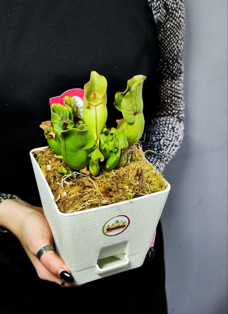 Саррацения Монтана (Sarracenia Montana) пересаженная D12см