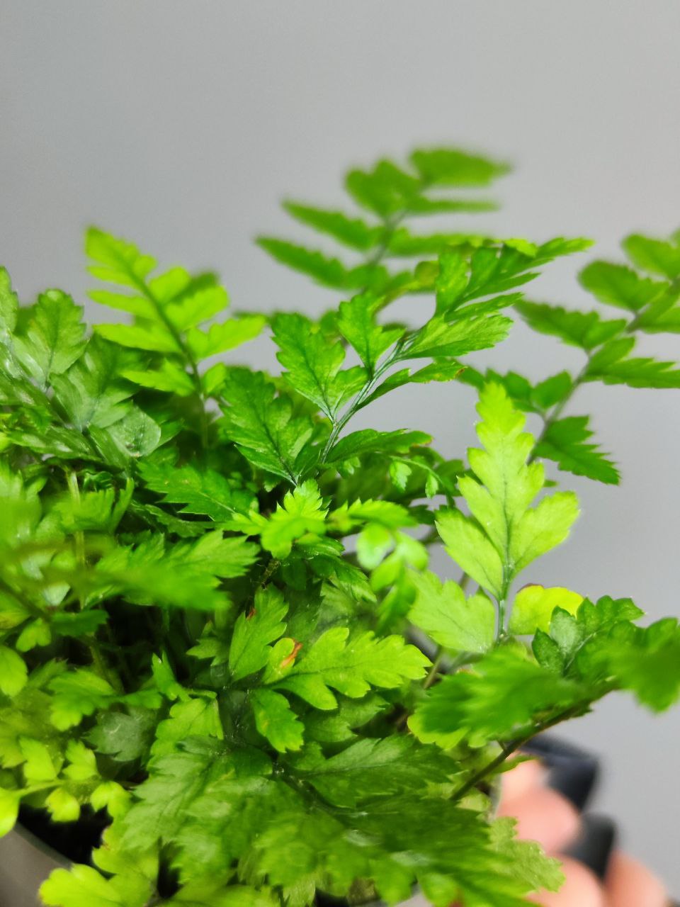 Полистихум Цусимский, или Корейский Скальный Папоротник (Polystichum Tsus-Simense) D6см