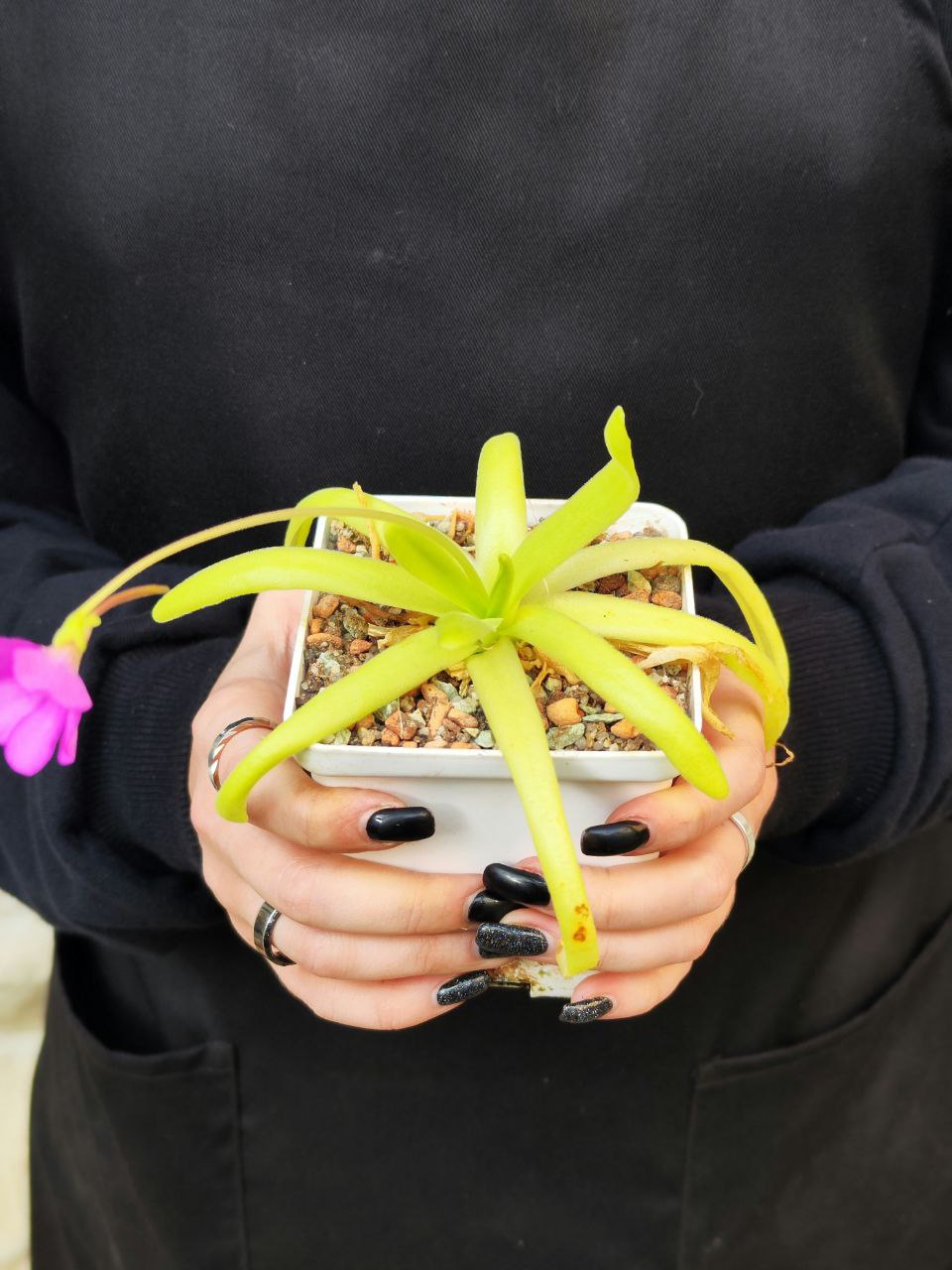 Жирянка Мостезума Гигантеа (Pinguicula Moctezumae x Gigantea) D12см