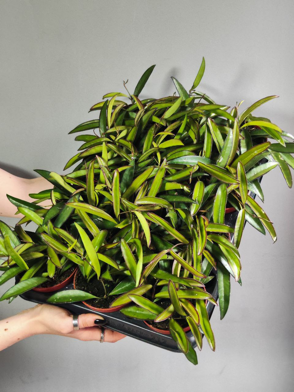 Хойя Вайети Грин (Hoya Wayetii Green) D9см
