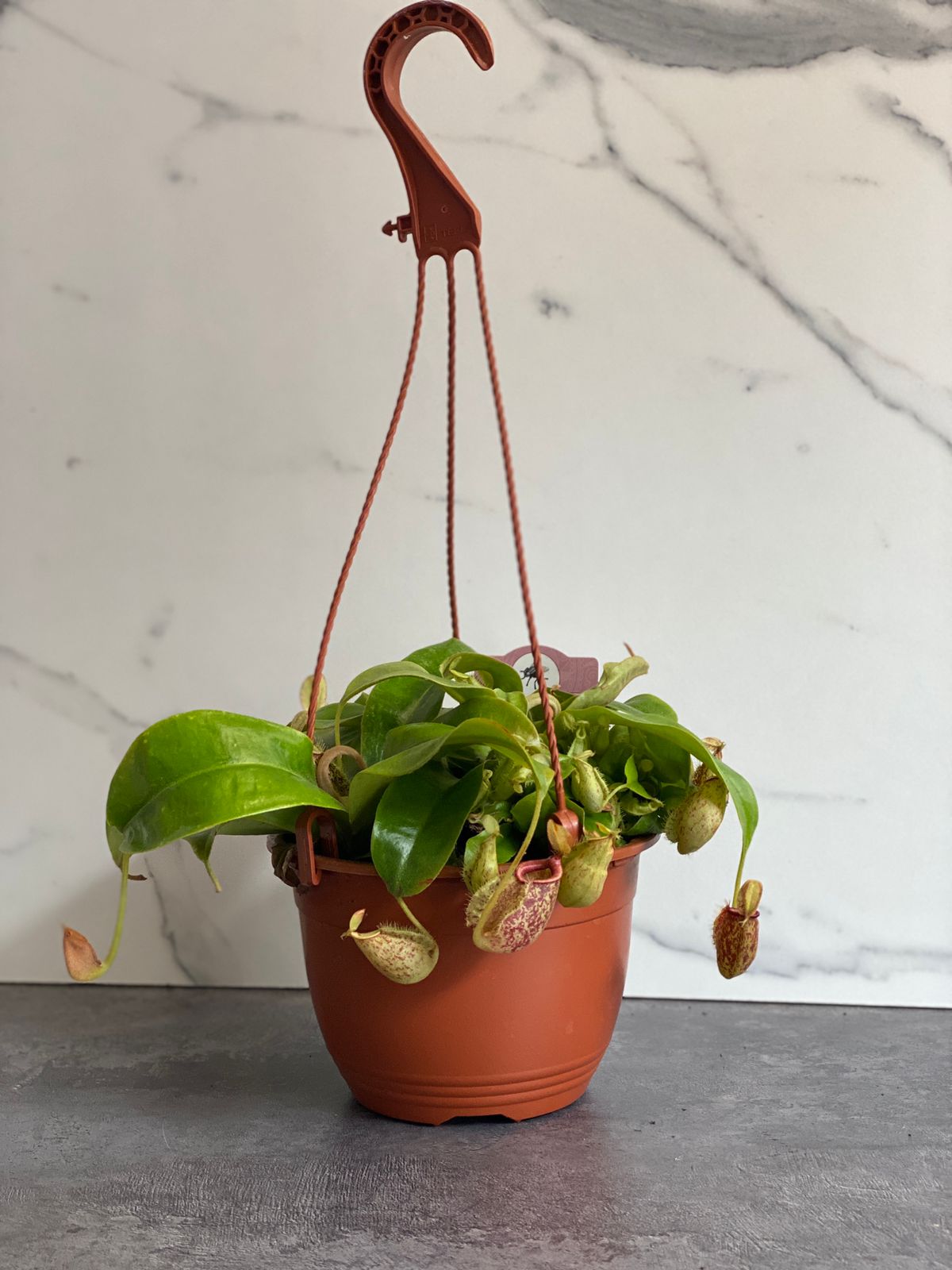 Непентес Хукериана (Nepenthes hookeriana) D14см в подвесном кашпо