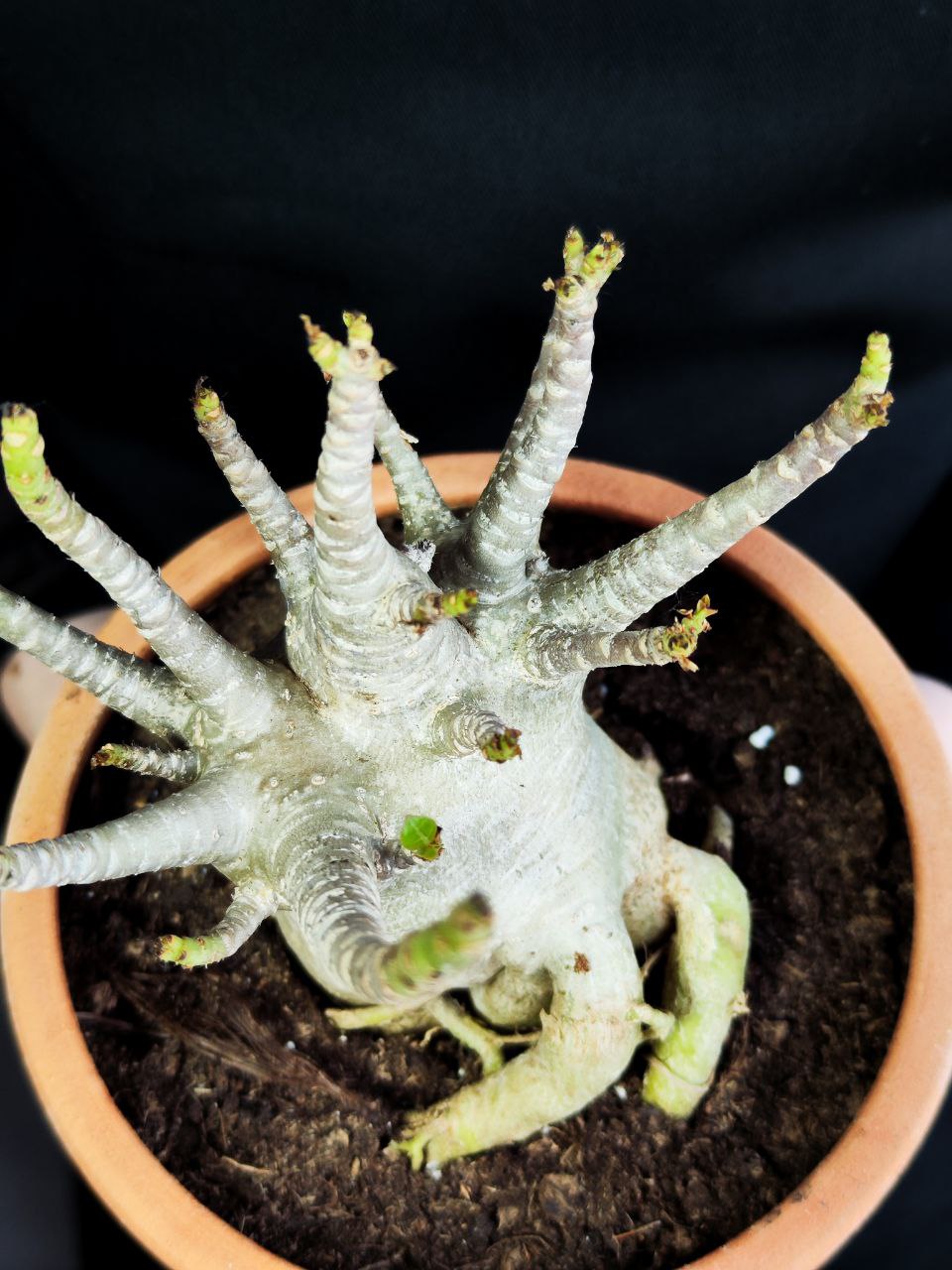 Адениум Ансу Баобаб (Adenium Ansu Baobab) D15см