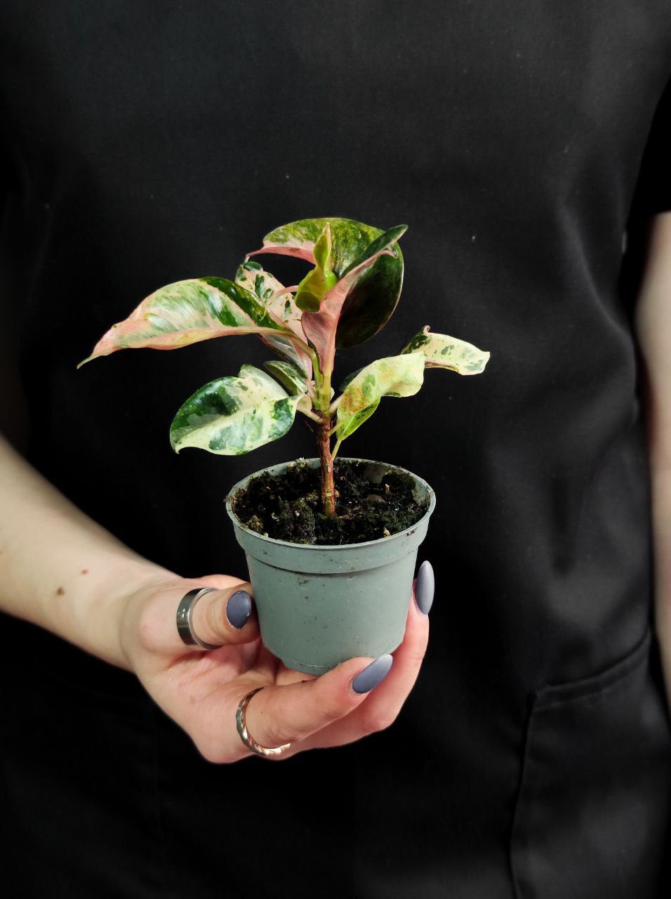 Фикус Эластика Шривериана Муншайн (Ficus Elastica Shivereana cv Moonshine) D6см