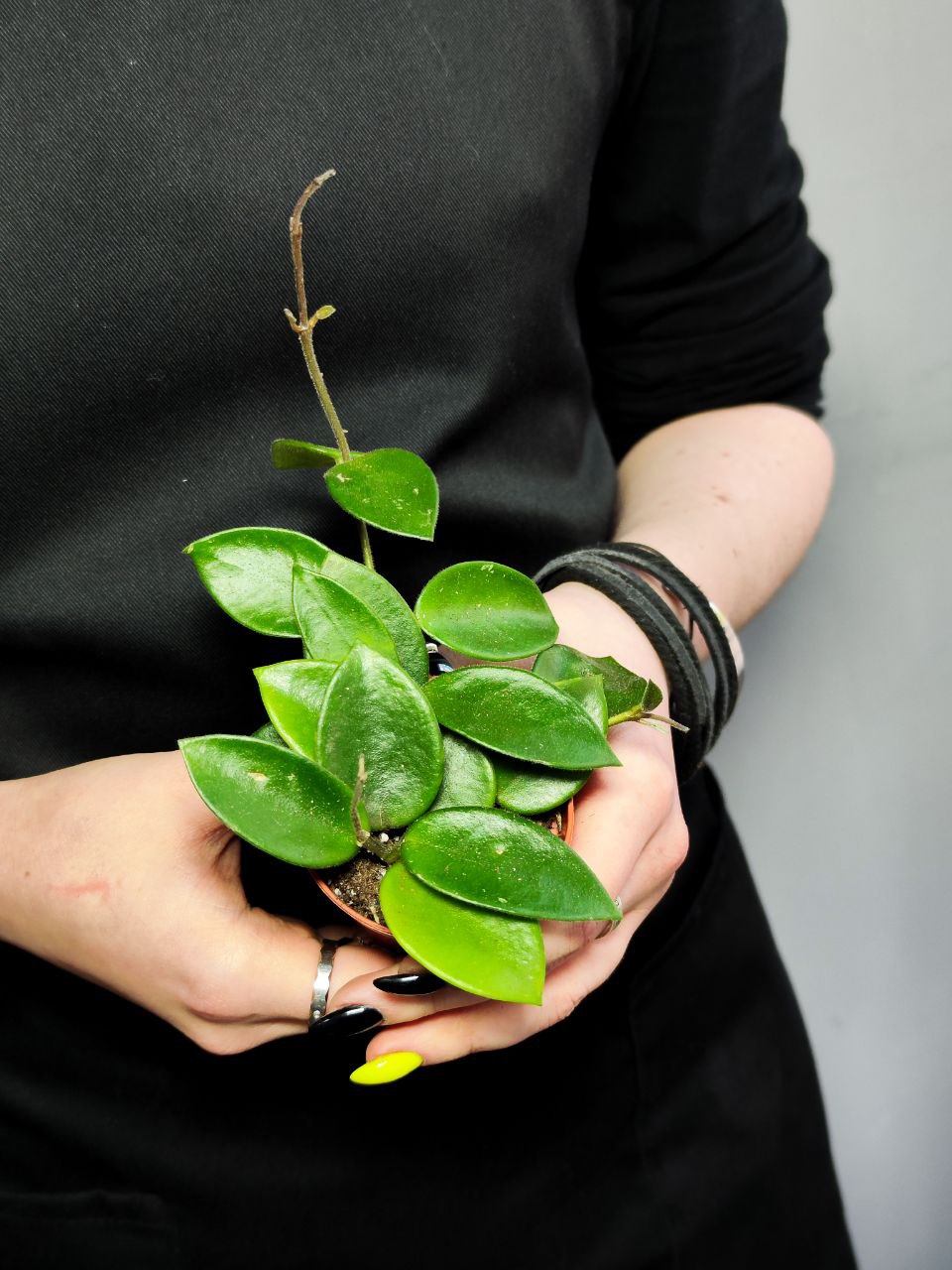 Хойя Чук (Hoya Chouke) D6см