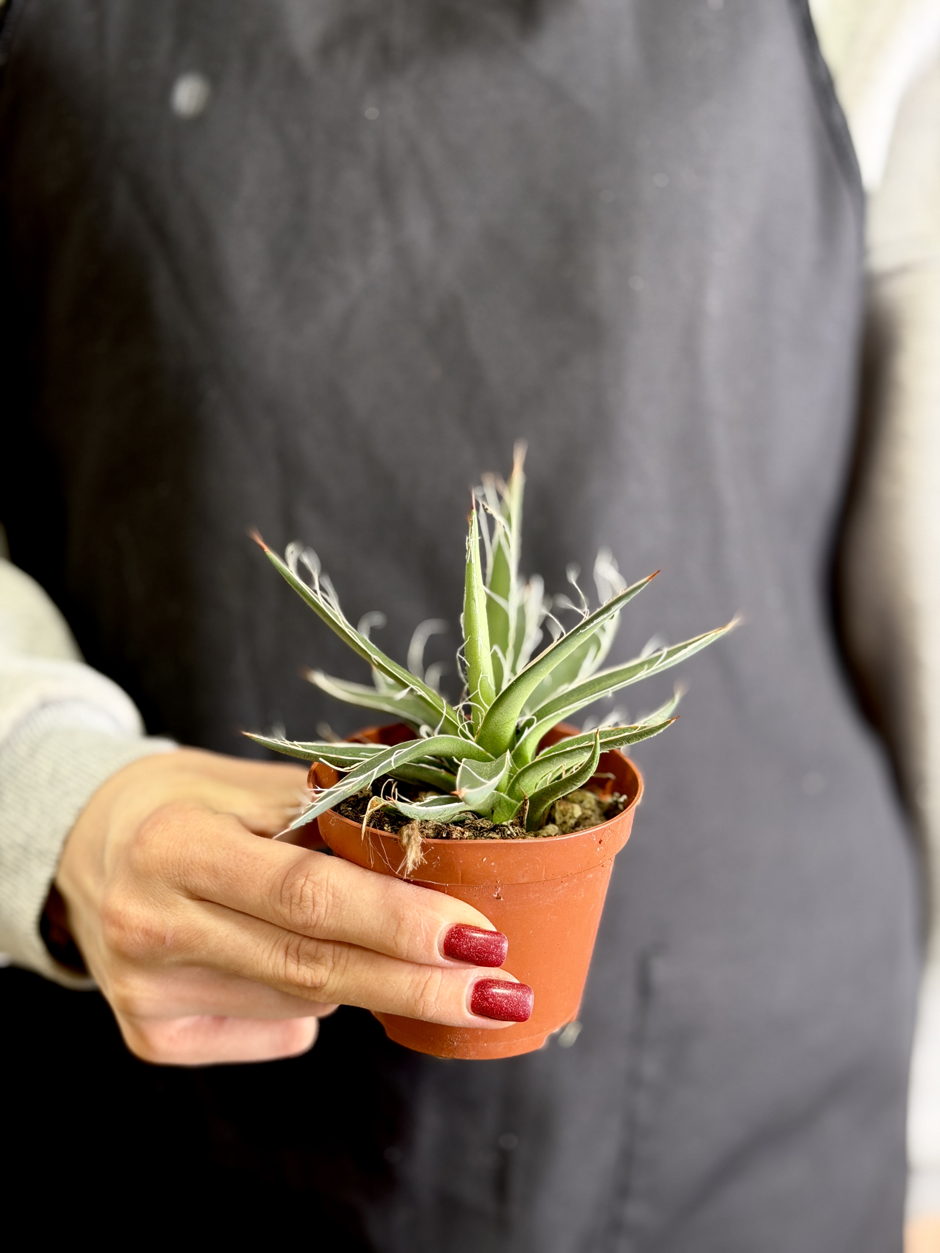 Агава Нитеносная (Agave Filifera) D8,5см