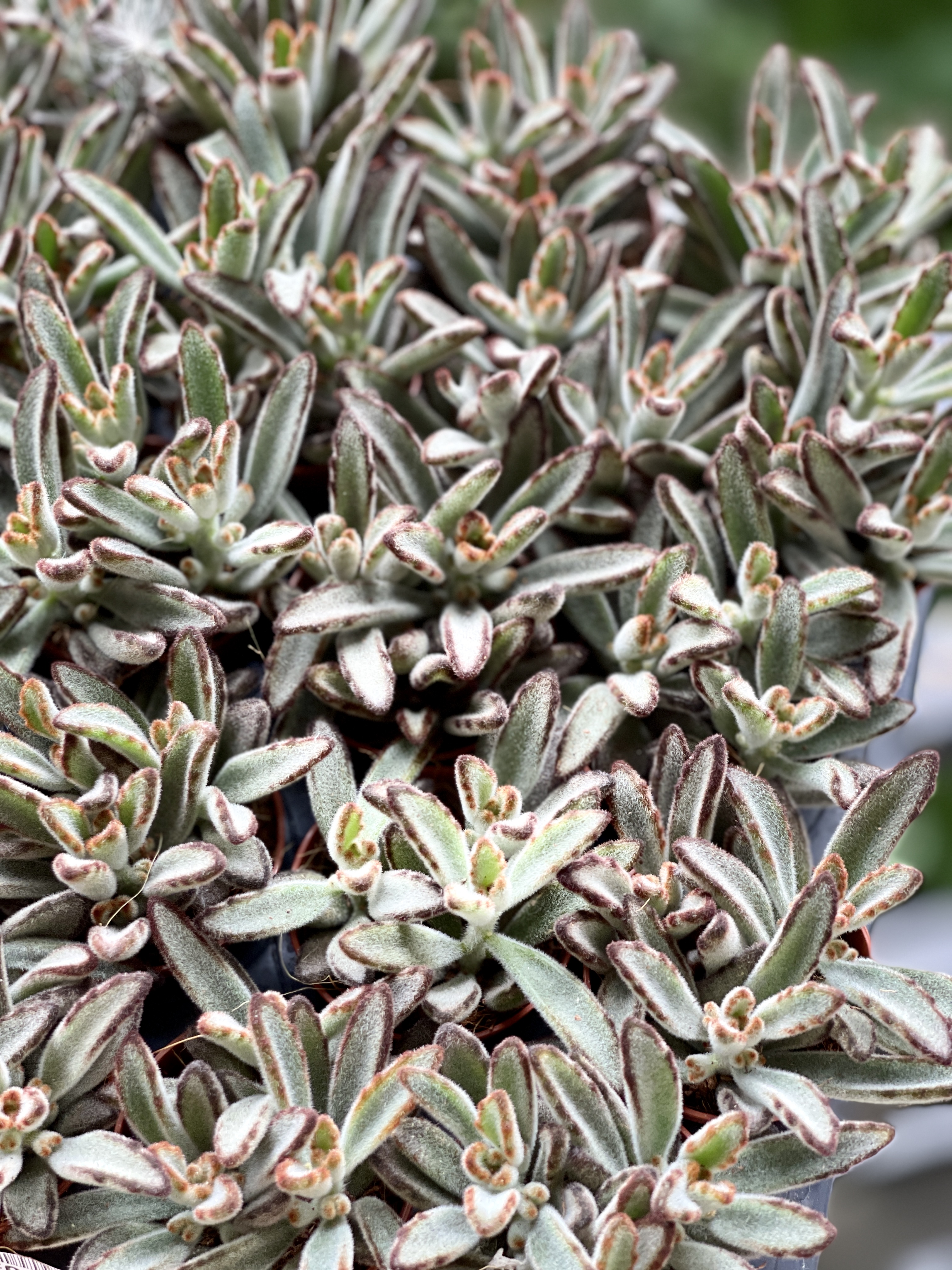 Каланхоэ Томентоза Аида (Kalanchoe Tomentosa Aida) D5см