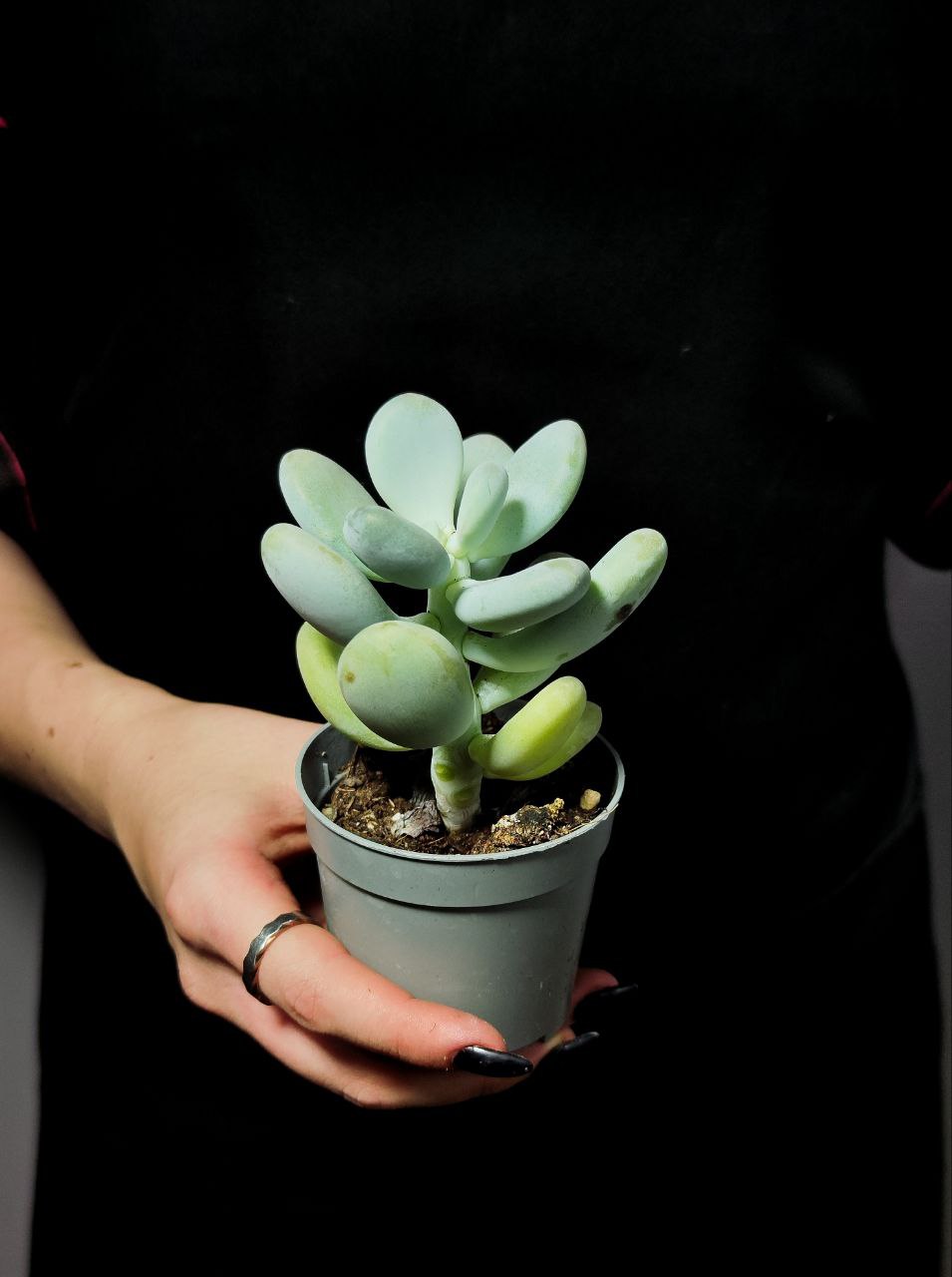 Пахифитум Яйценосный (Pachyphytum Oviferum) D6,5см