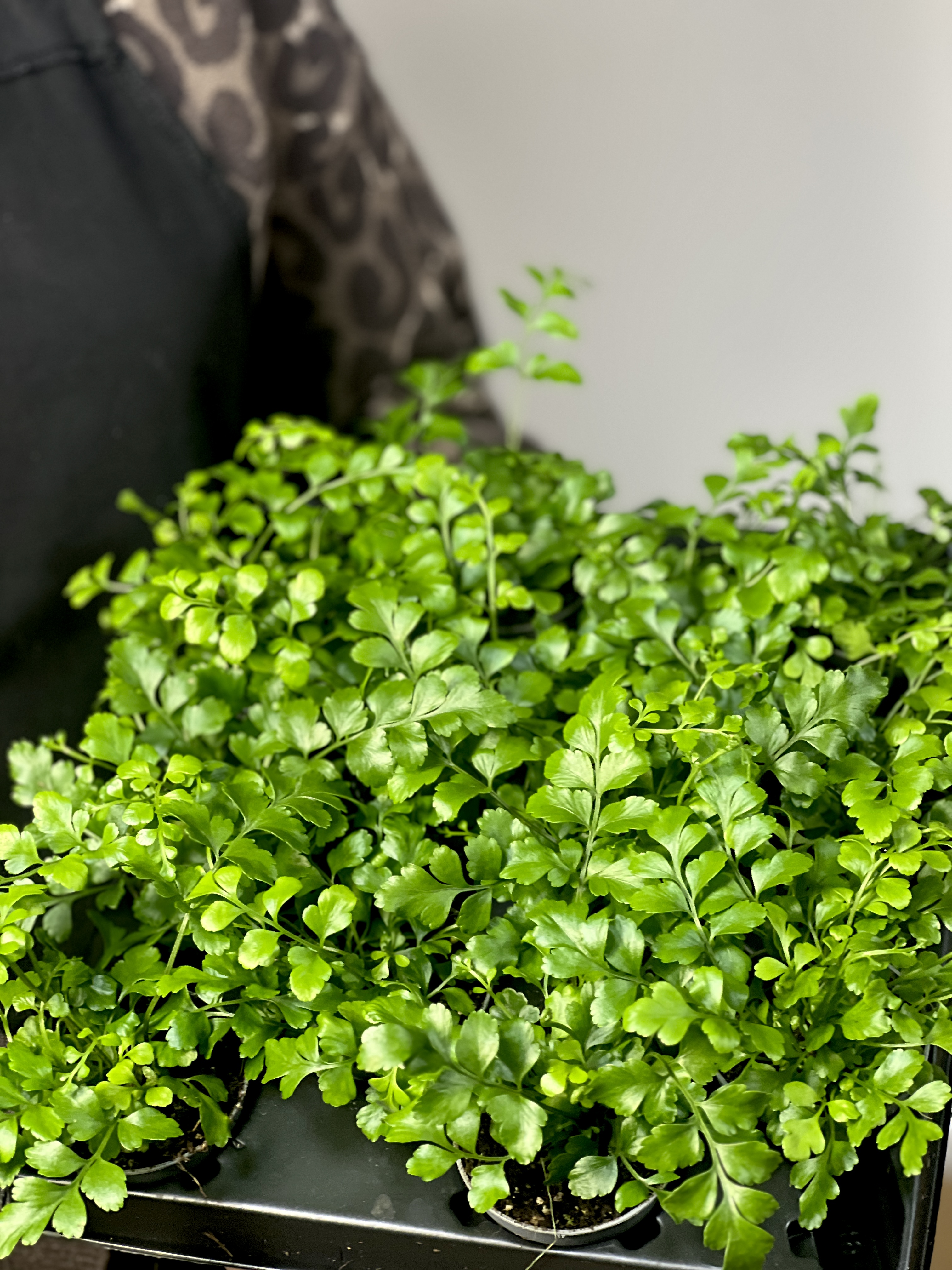 Папоротник Асплениум Парвати (Asplenium Dimorphum Parvati) D6см