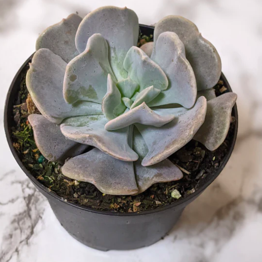 Эхеверия Кубик Фрост (Echeveria Cubic Frost) D5см