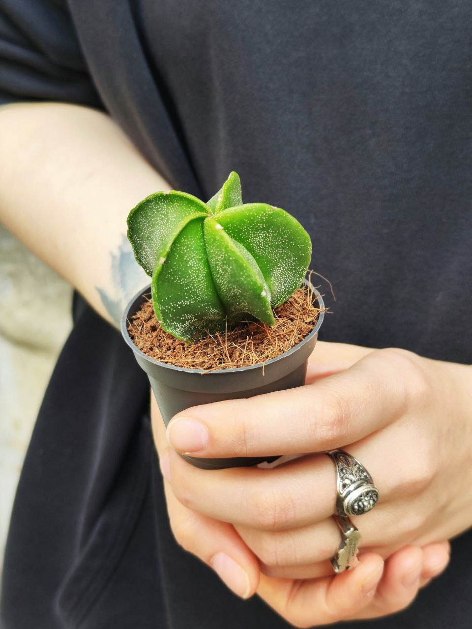 Астрофитум Многорыльцевый (Astrophytum Myriostigma) D5см