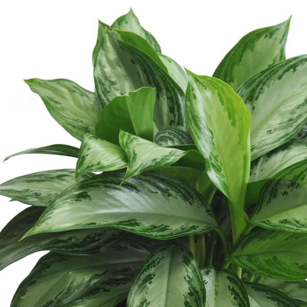 Аглаонема Сильвер Бей (Aglaonema Silver Bay) D12см