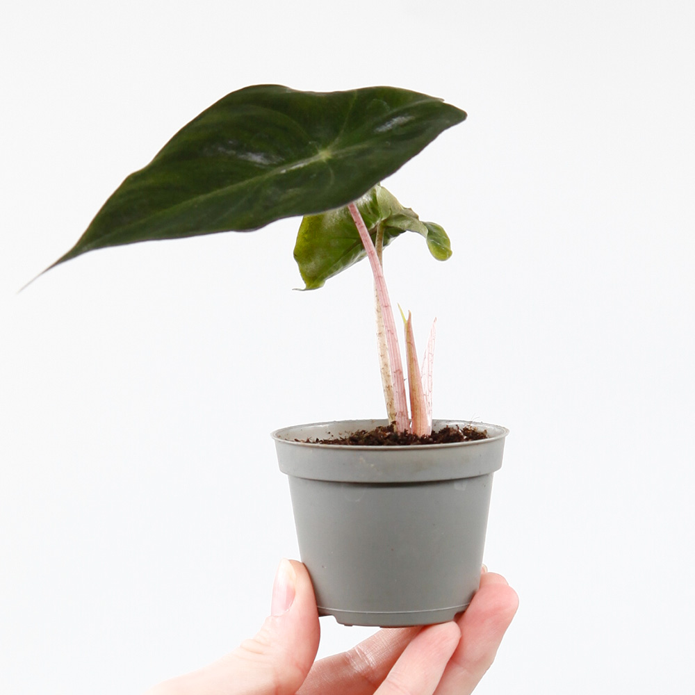 Алоказия Пинк Драгон (Alocasia Pink Dragon) D6см