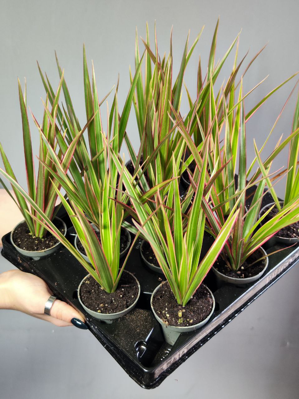 Драцена Маргината Биколор (Dracaena Marginata Bicolor) D6см