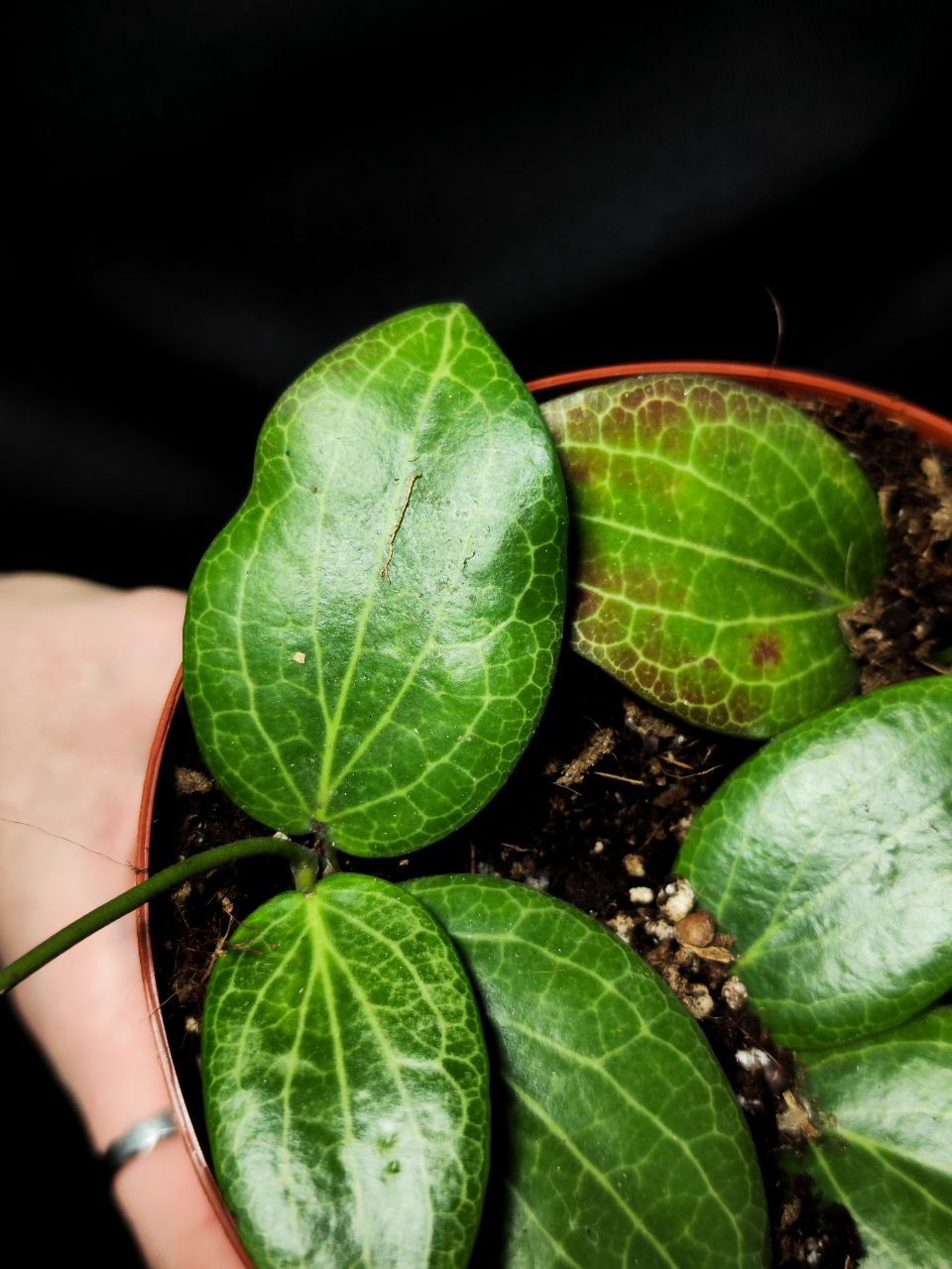 Хойя Фитчи (Hoya Fitchii) D10см